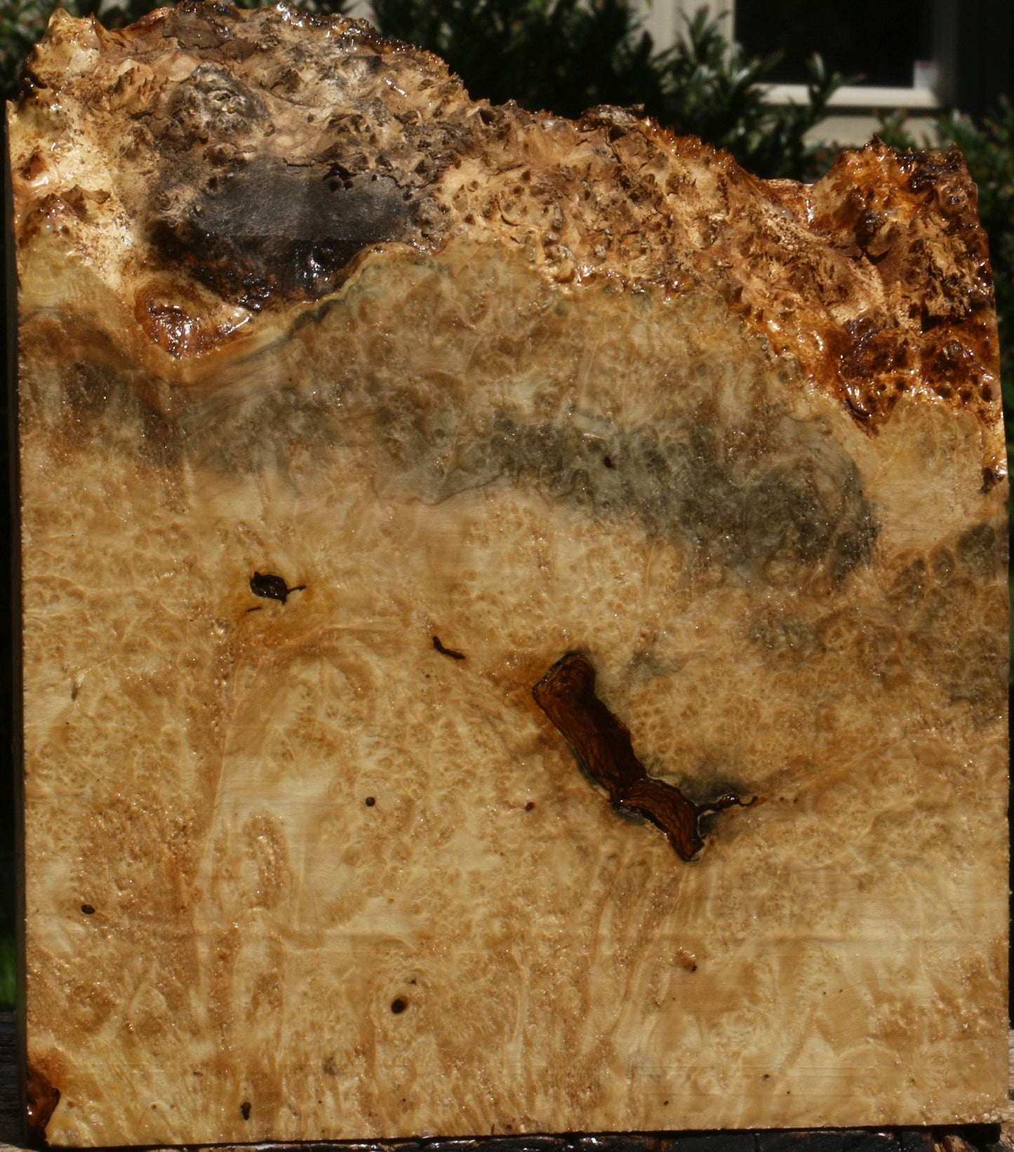 Rustic Box Elder Burl Live Edge Turning Blank