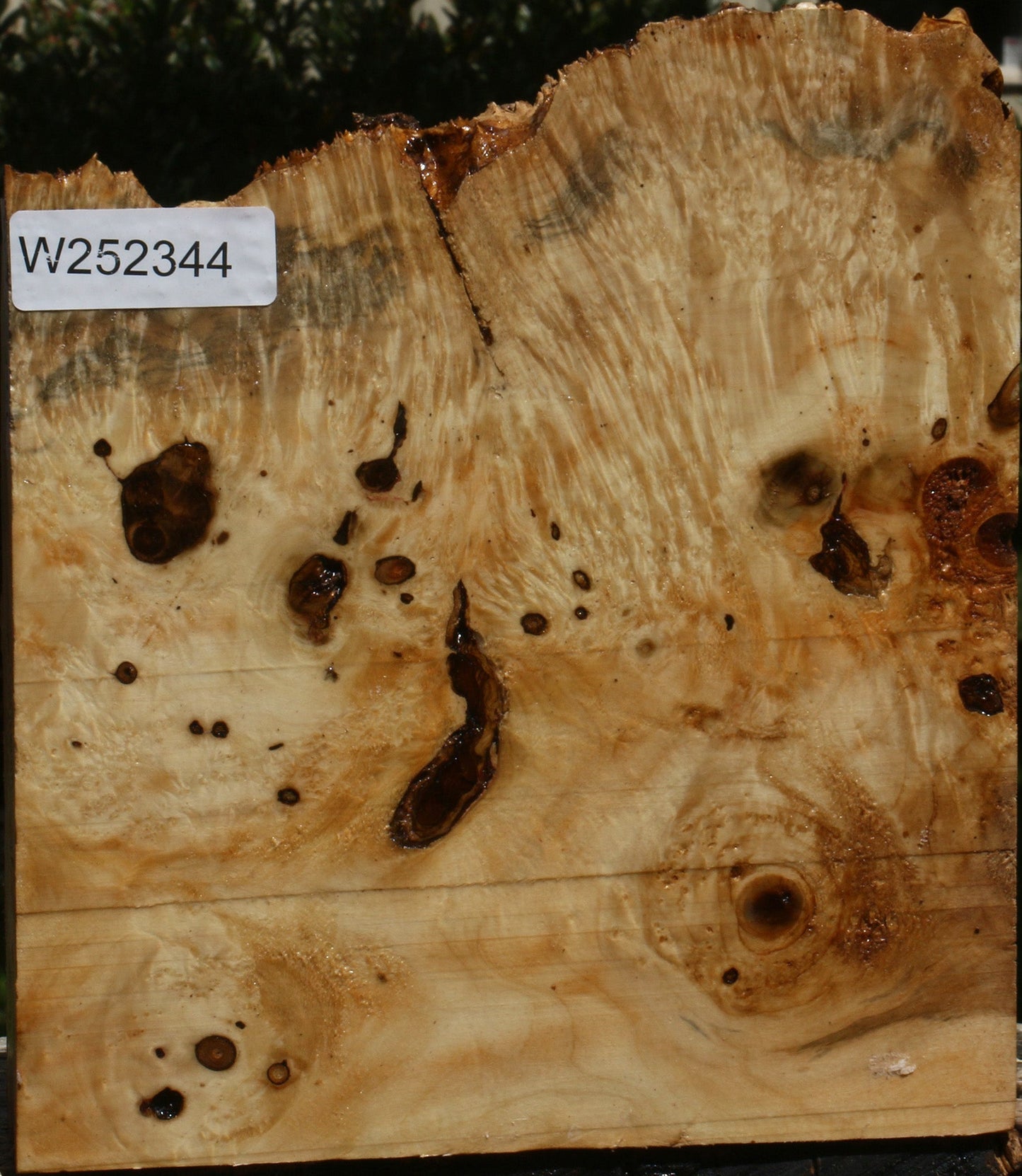 Rustic Box Elder Burl Live Edge Turning Blank