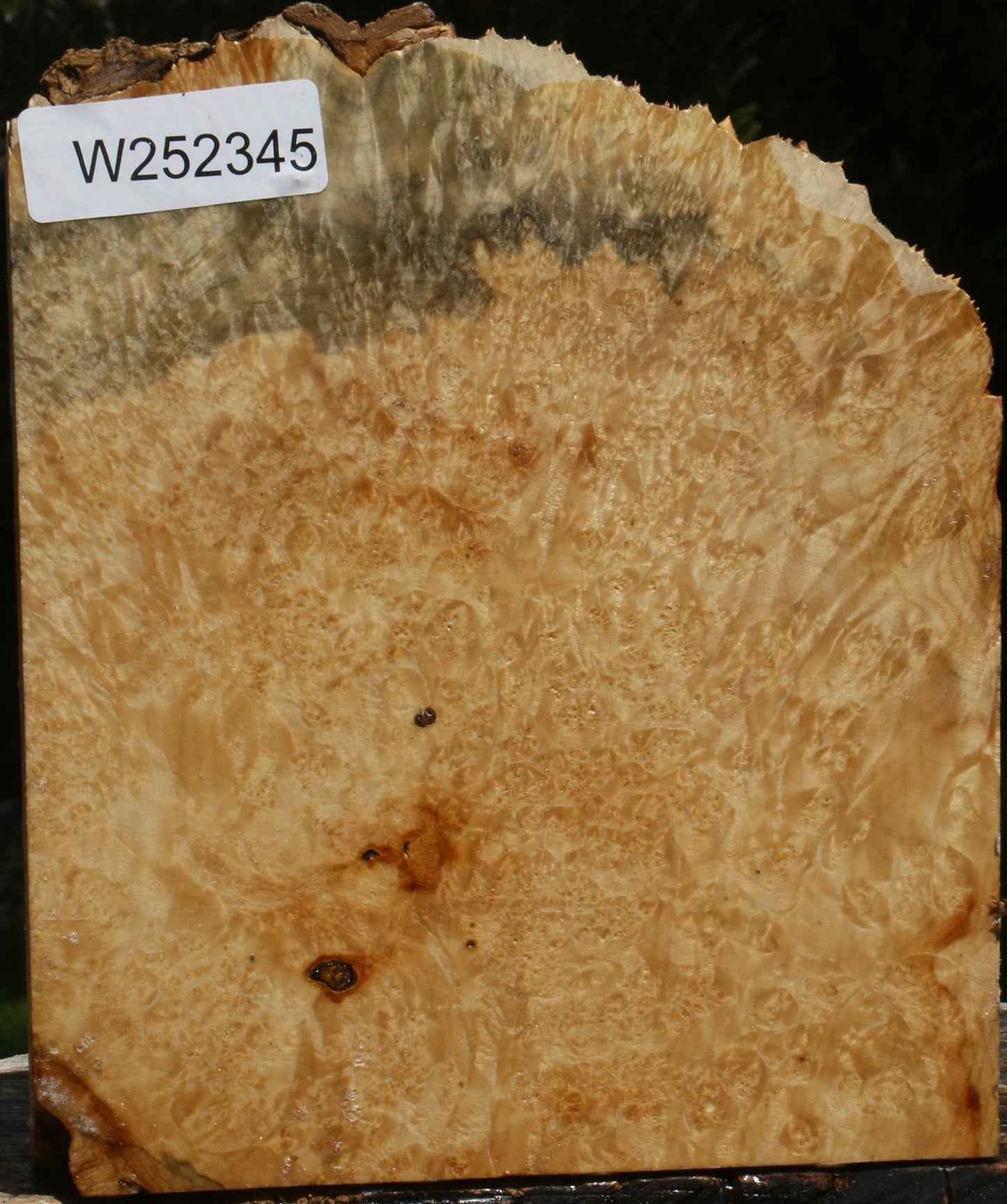 Box Elder Burl Live Edge Turning Blank