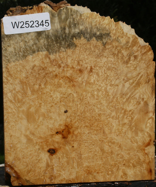 Box Elder Burl Live Edge Turning Blank