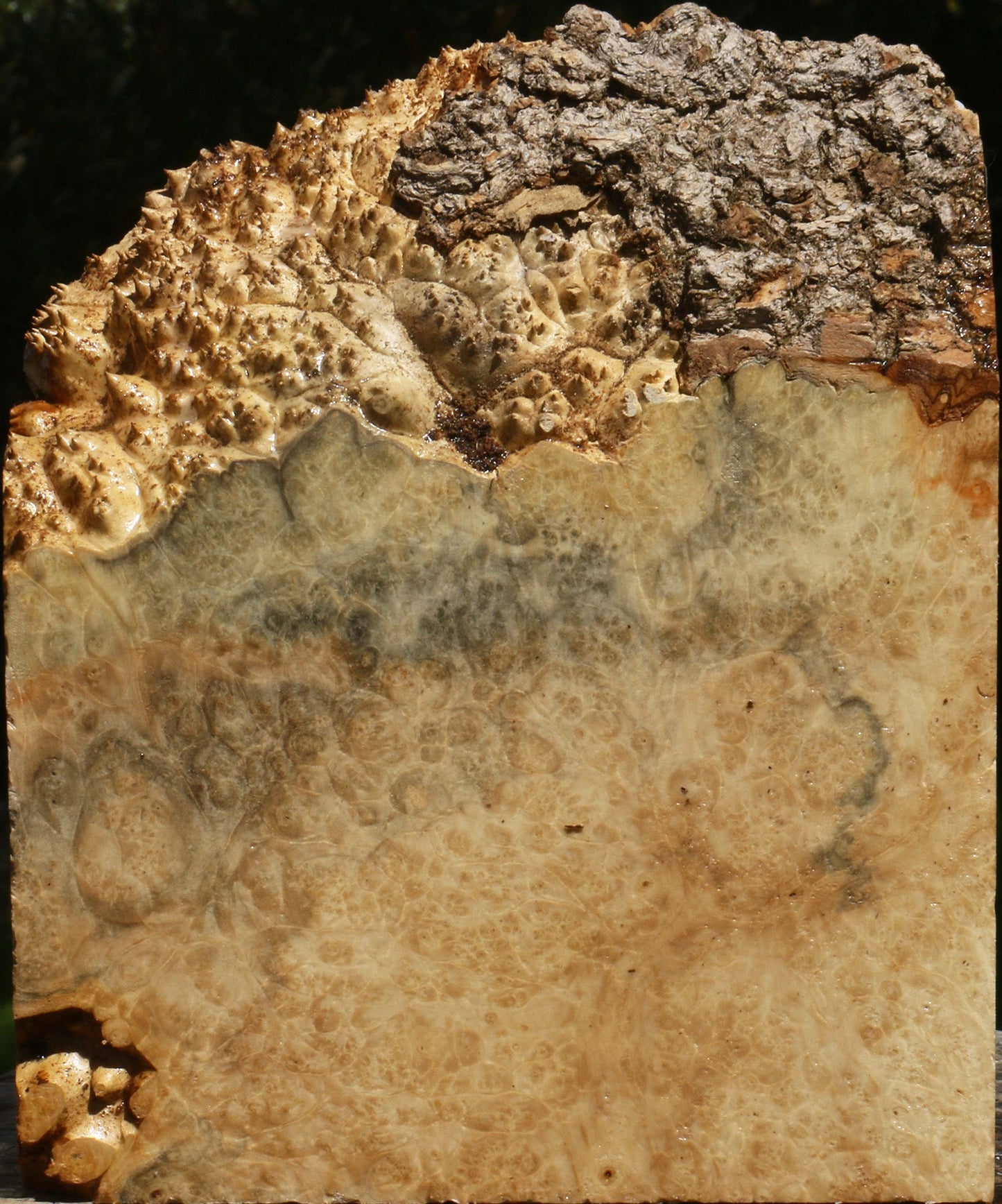 Box Elder Burl Live Edge Turning Blank
