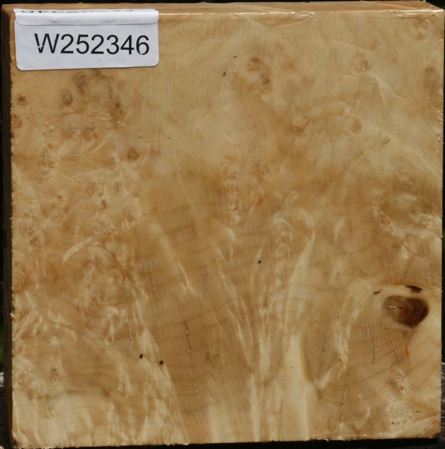 Box Elder Burl Bowl Blank