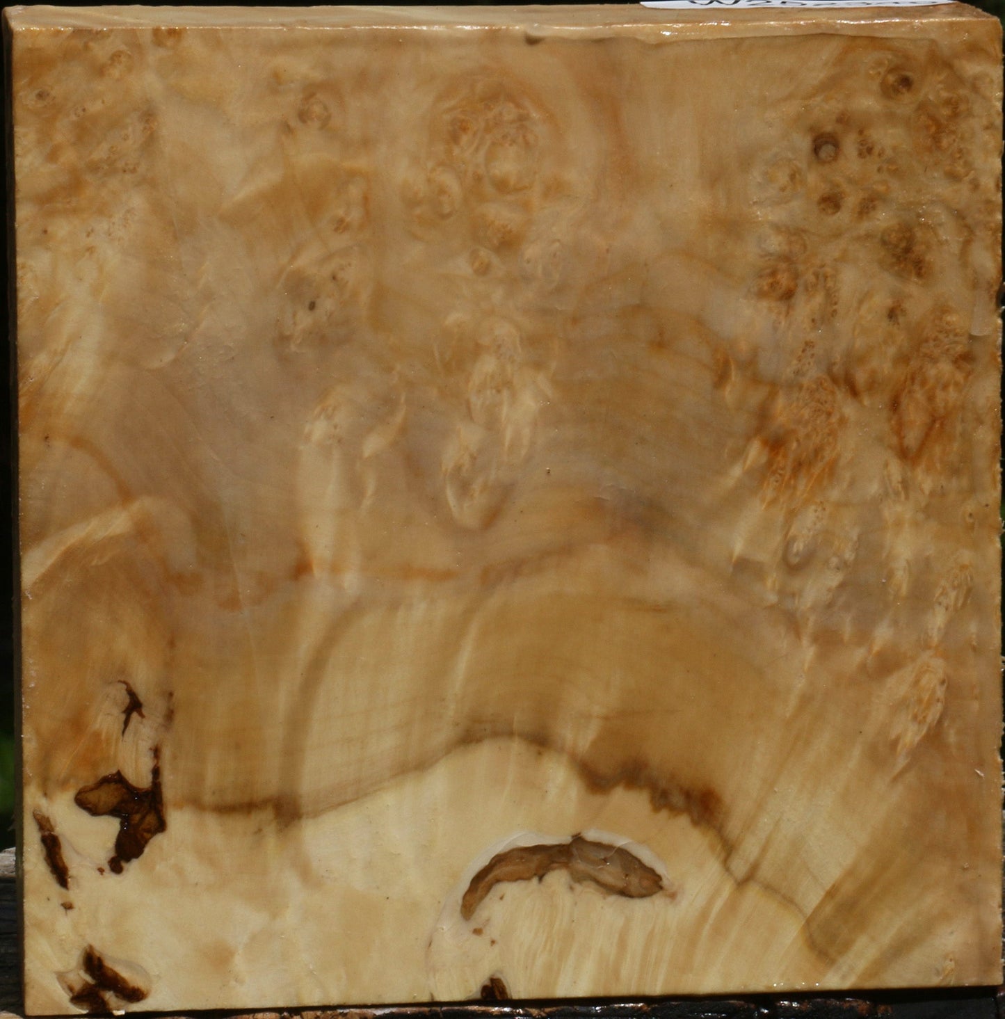 Box Elder Burl Bowl Blank