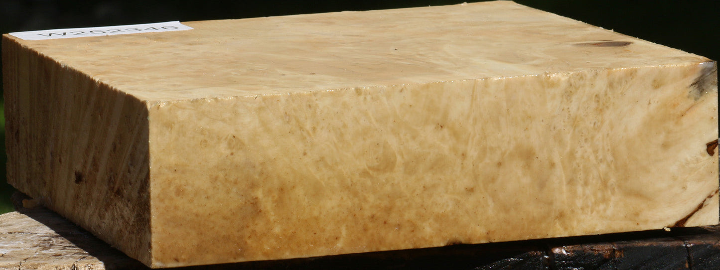 Box Elder Burl Bowl Blank