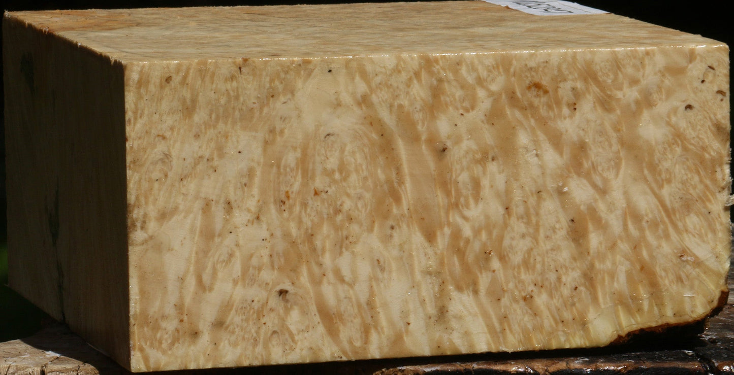 Box Elder Burl Bowl Blank