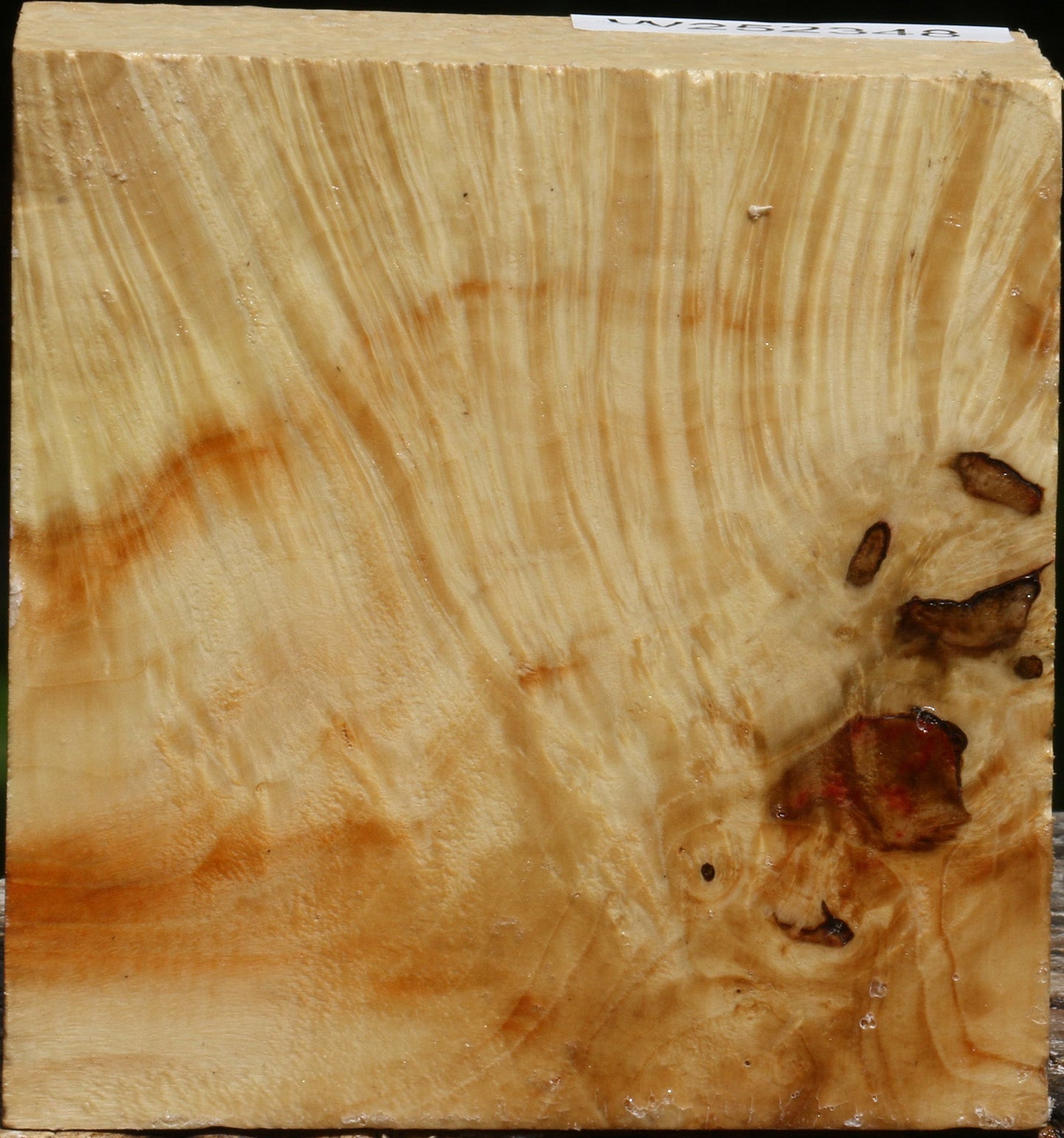 Box Elder Burl Bowl Blank