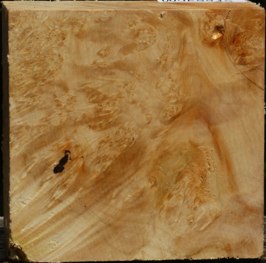 Box Elder Burl Bowl Blank