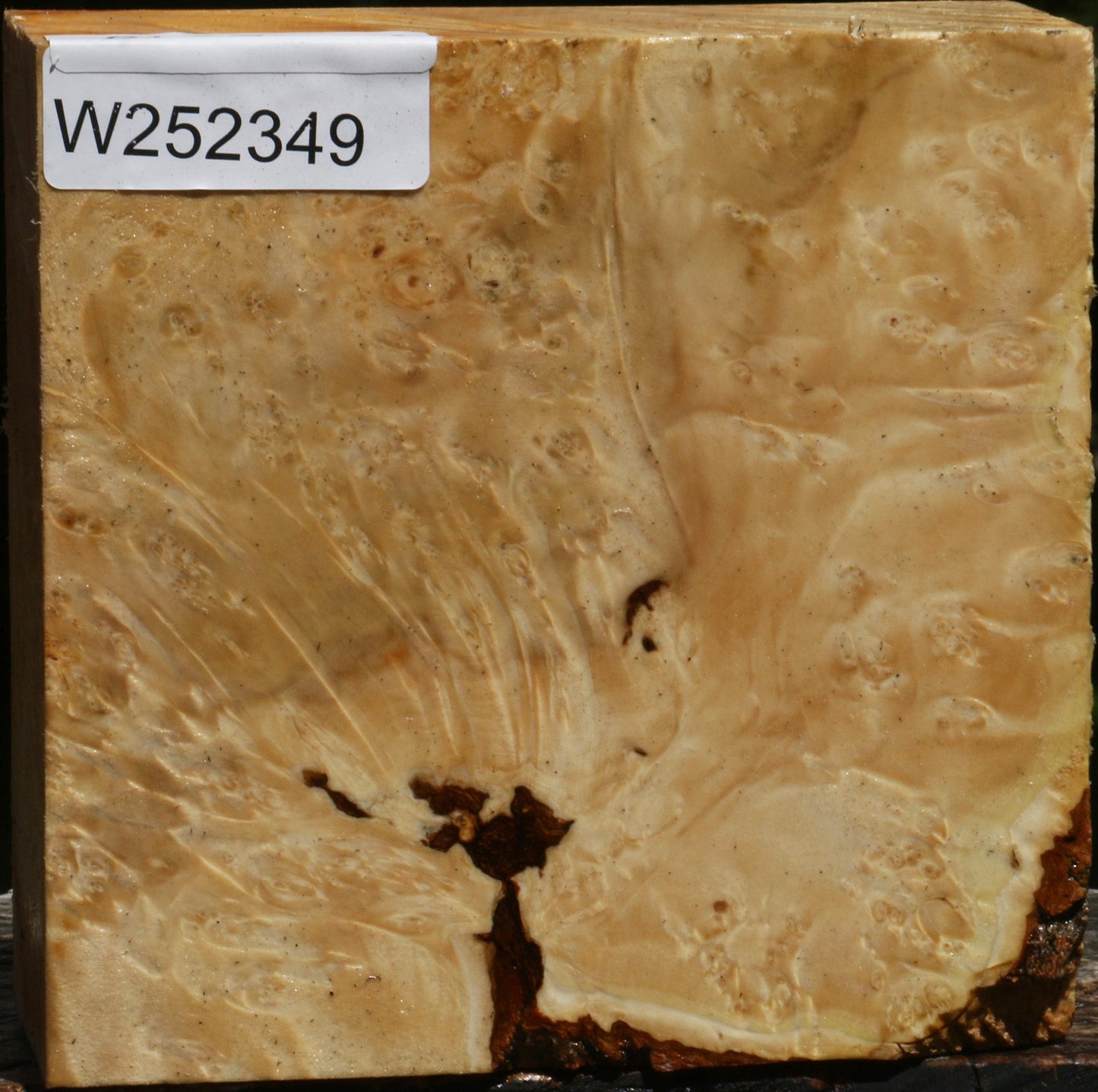 Box Elder Burl Bowl Blank