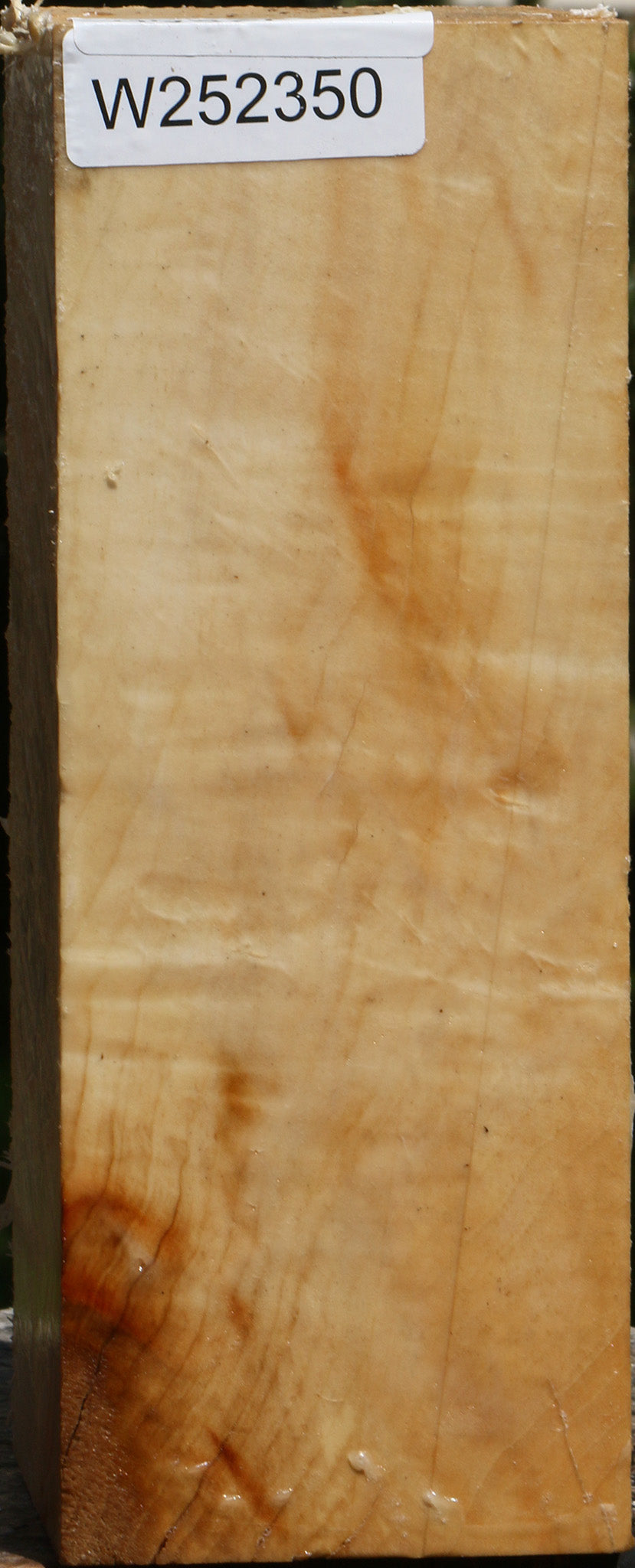 Extra Fancy Box Elder Vessel Blank