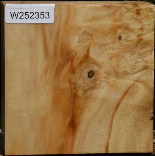 Box Elder Bowl Blank