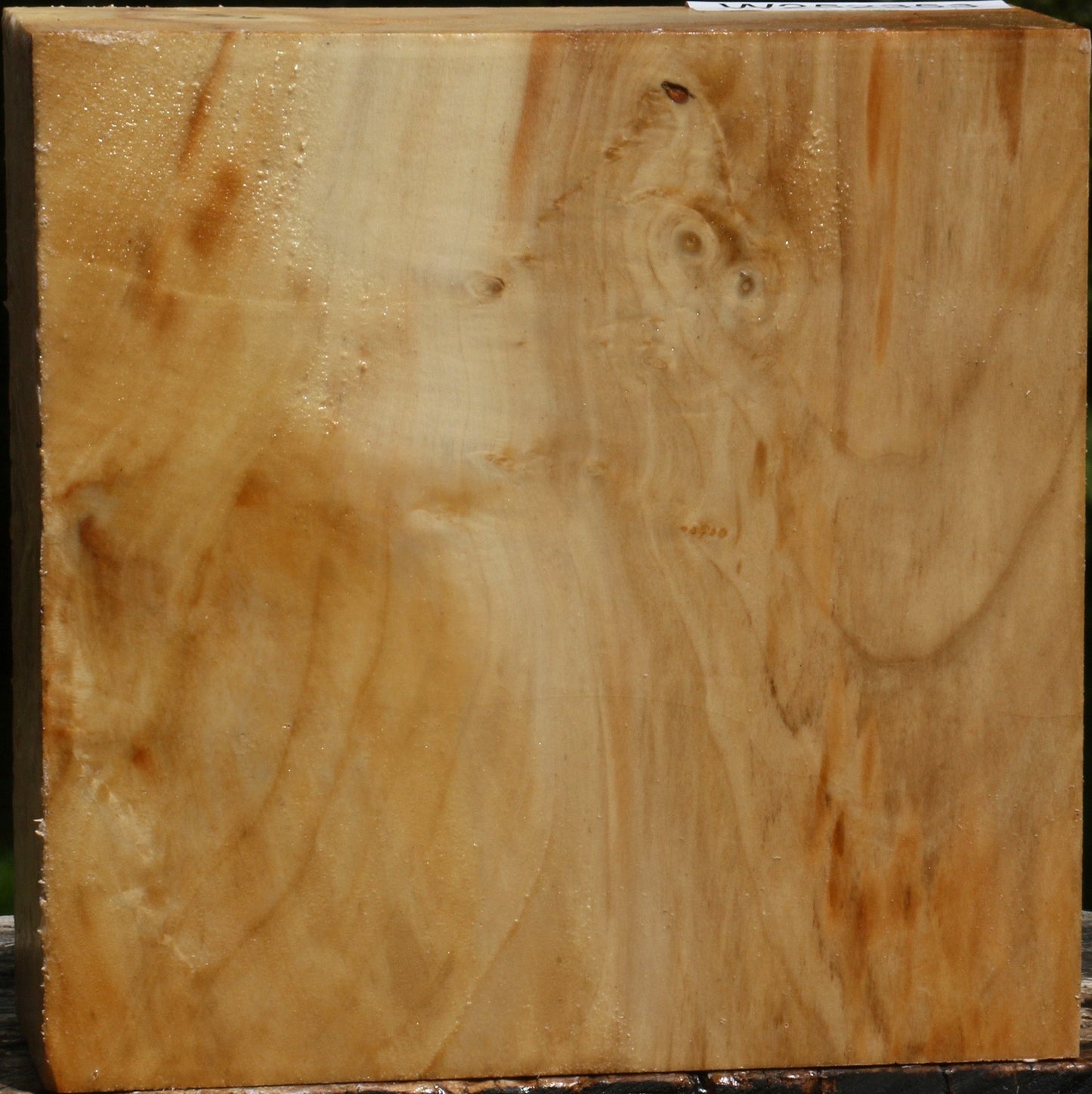 Box Elder Bowl Blank