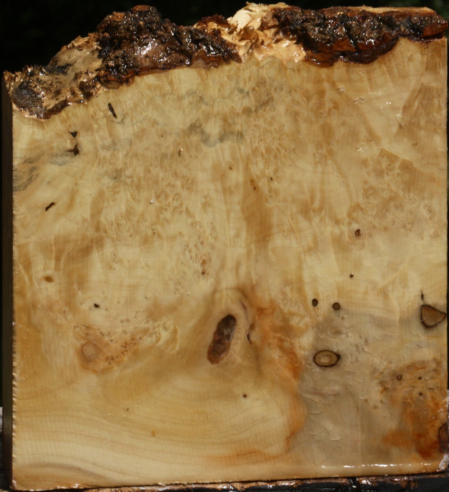 Rustic Box Elder Burl Live Edge Turning Blank