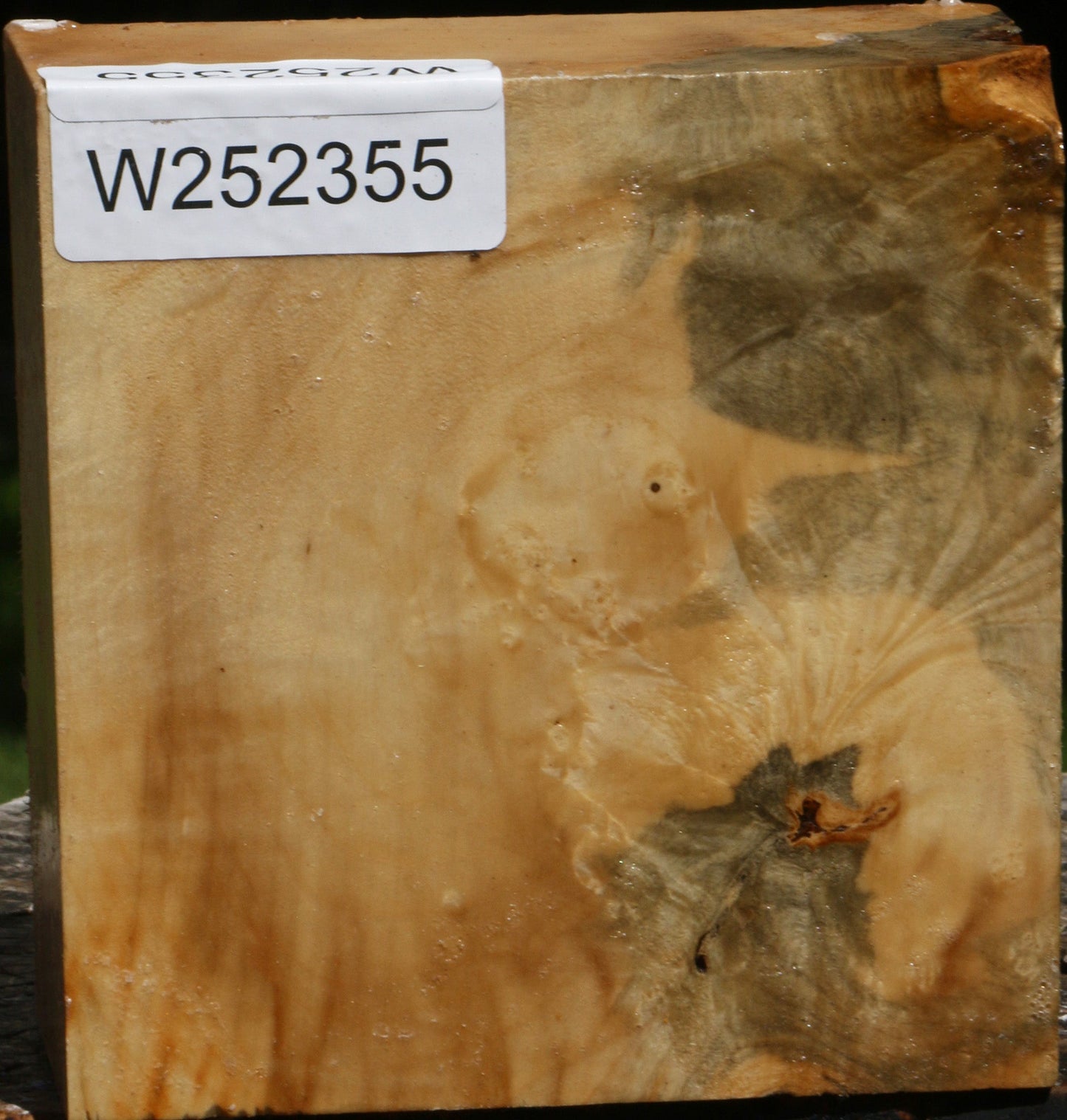 Extra Fancy Box Elder Bowl Blank