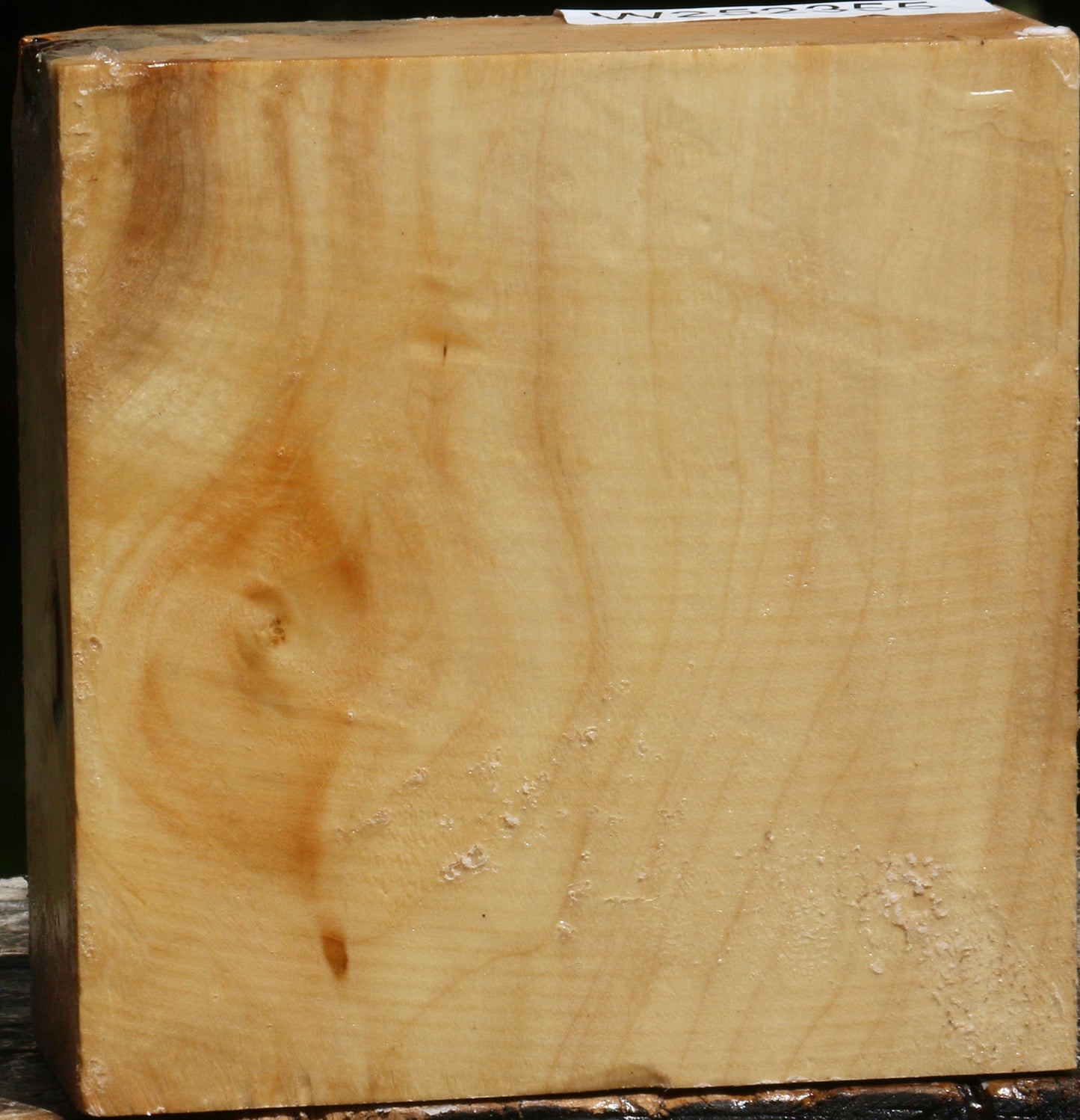Extra Fancy Box Elder Bowl Blank