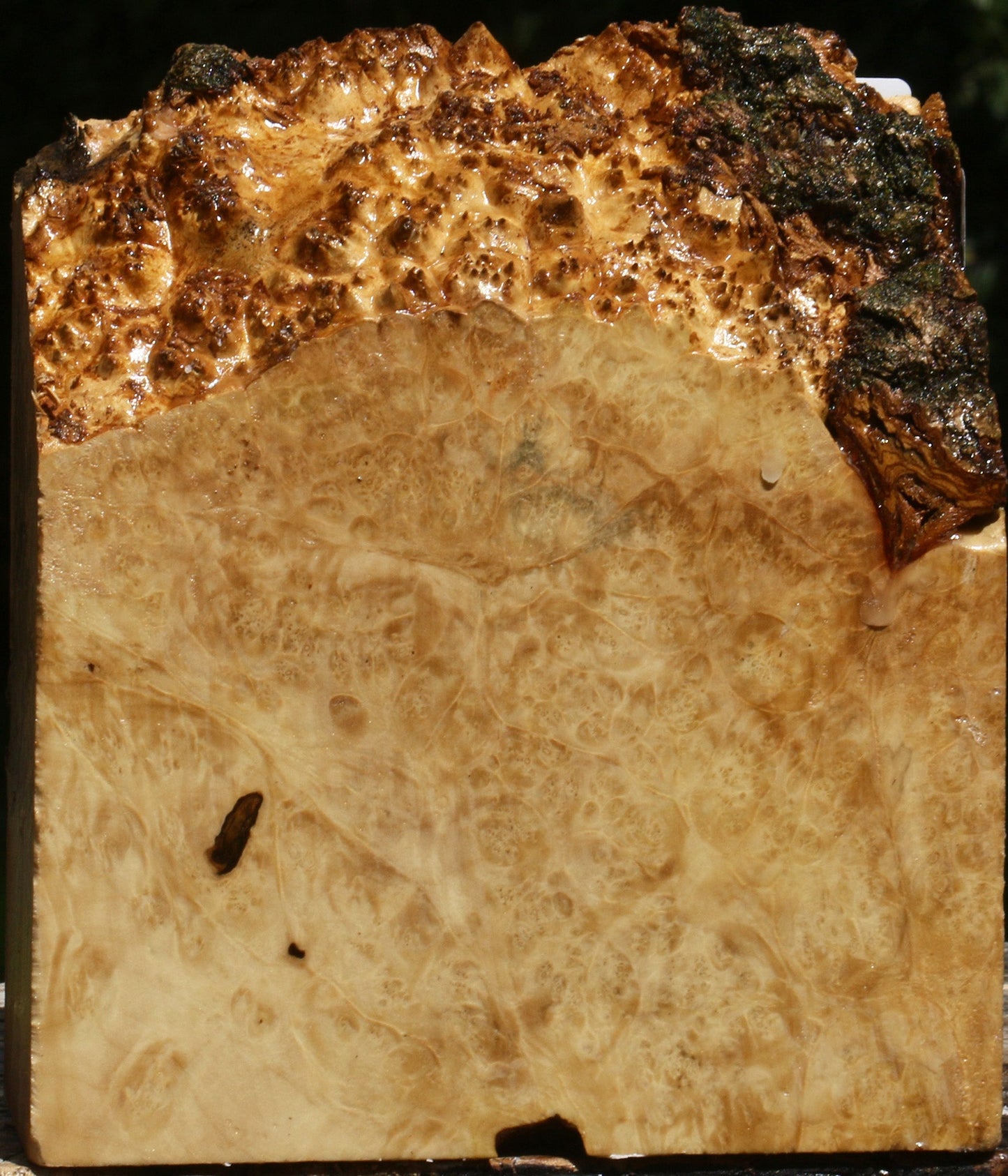 Box Elder Burl Live Edge Turning Blank