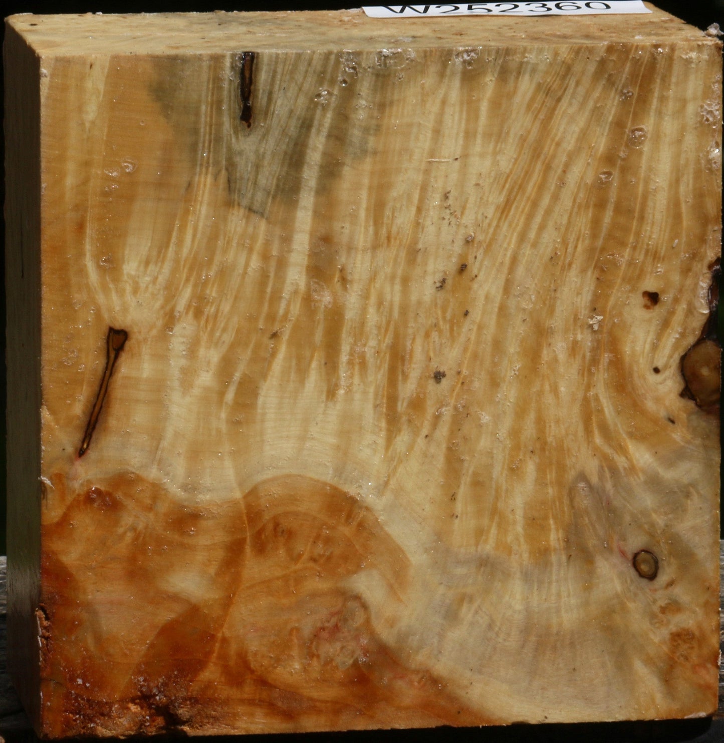 Box Elder Burl Bowl Blank
