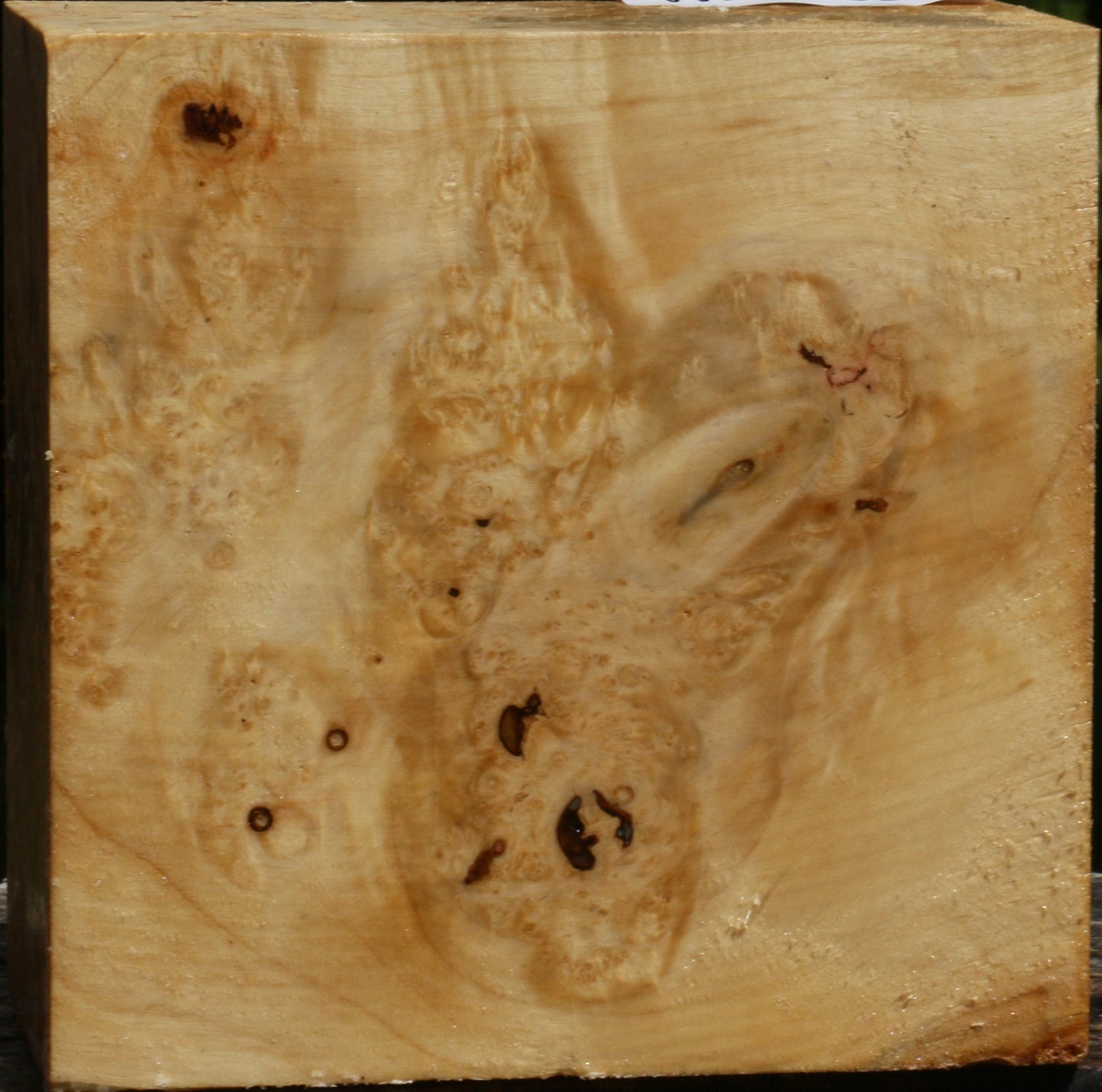 Rustic Box Elder Burl Bowl Blank