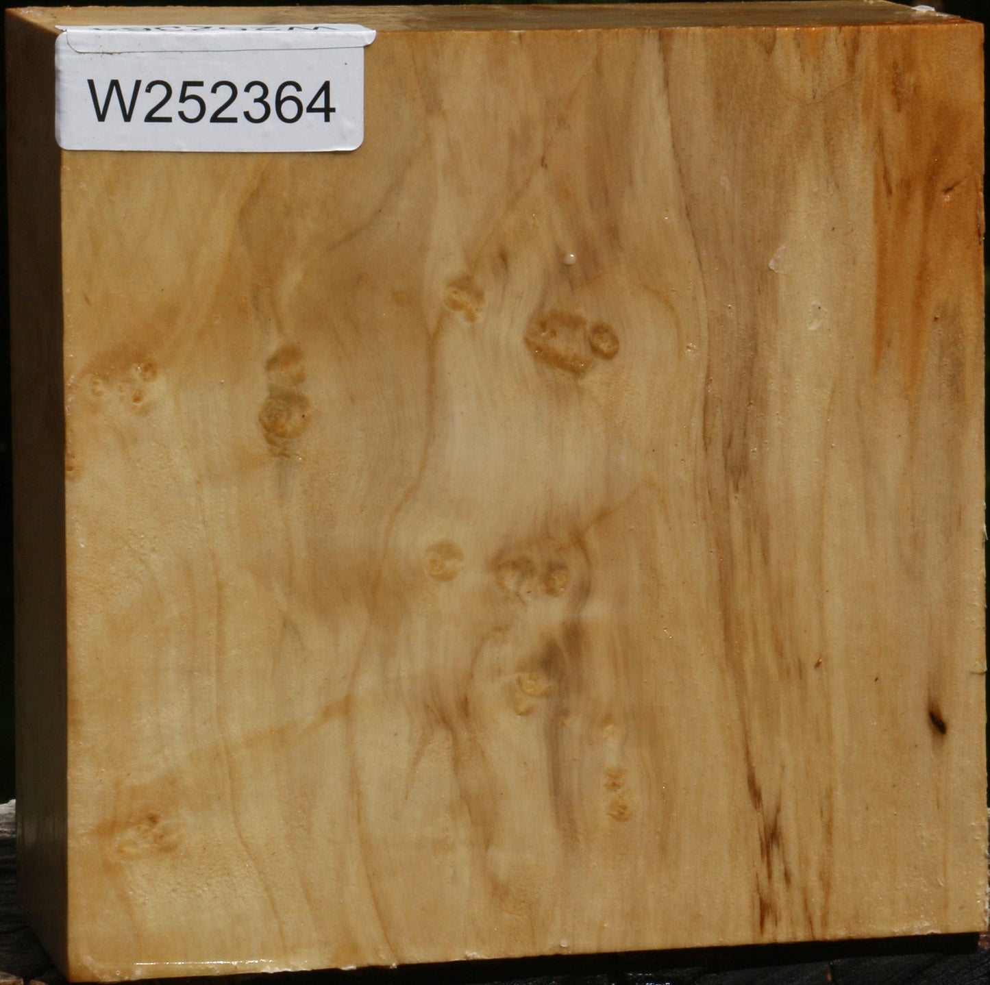 Figured Box Elder Bowl Blank