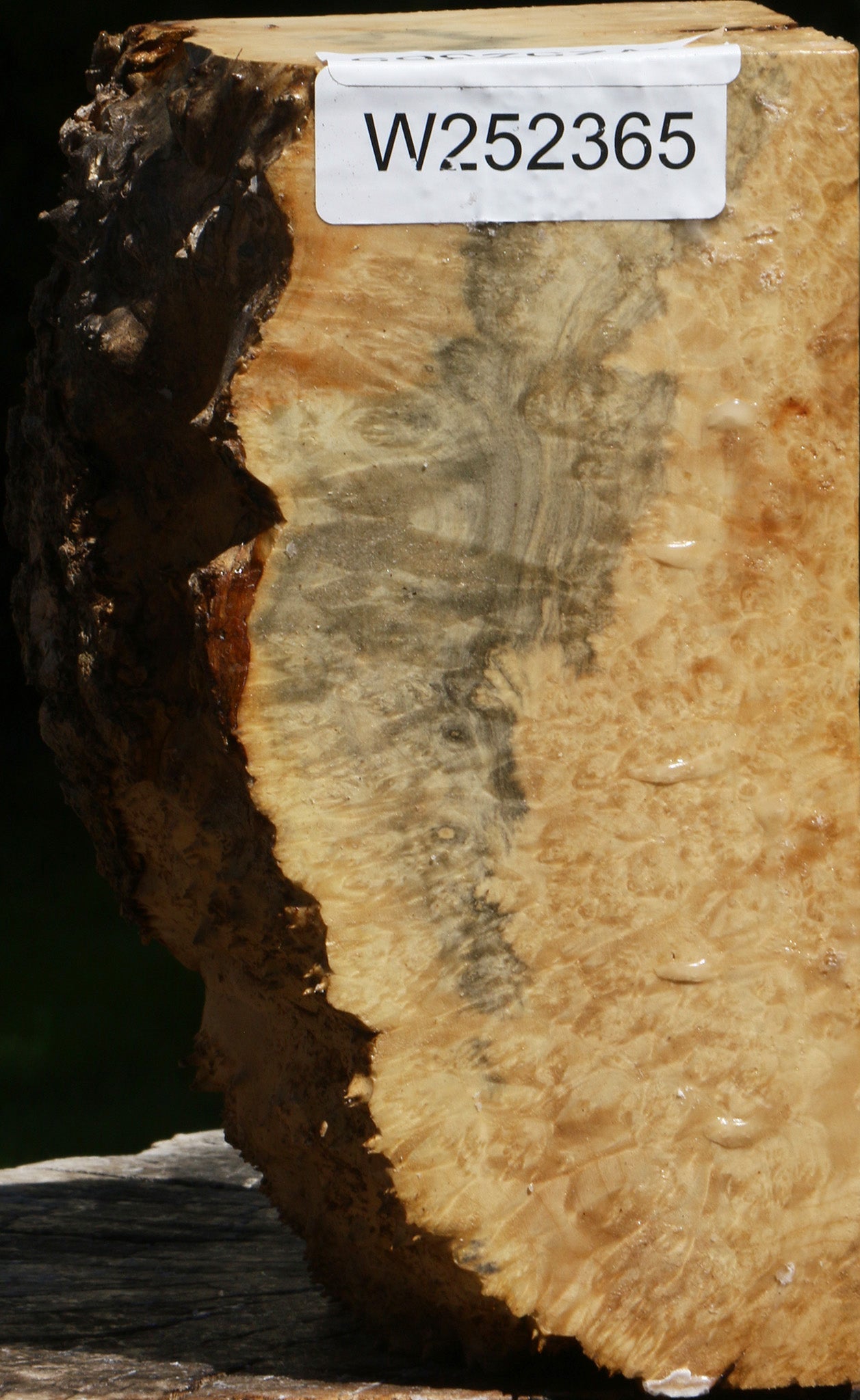 Box Elder Burl Live Edge Turning Blank