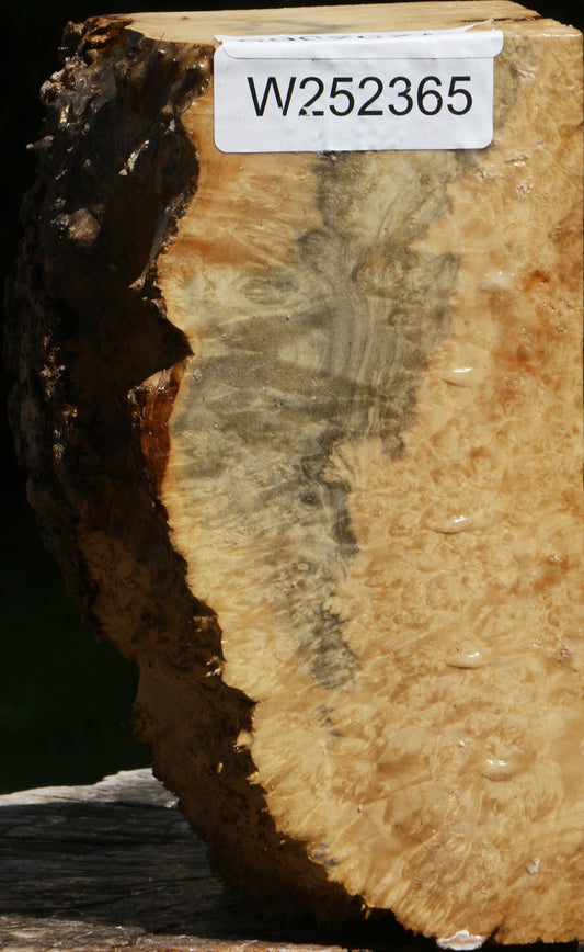 Box Elder Burl Live Edge Turning Blank