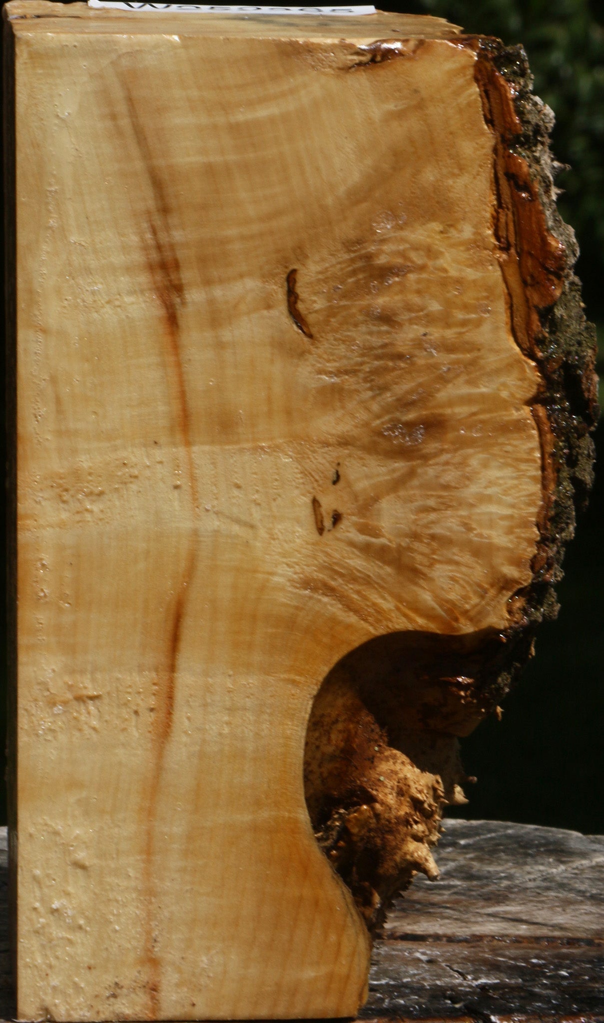 Box Elder Burl Live Edge Turning Blank