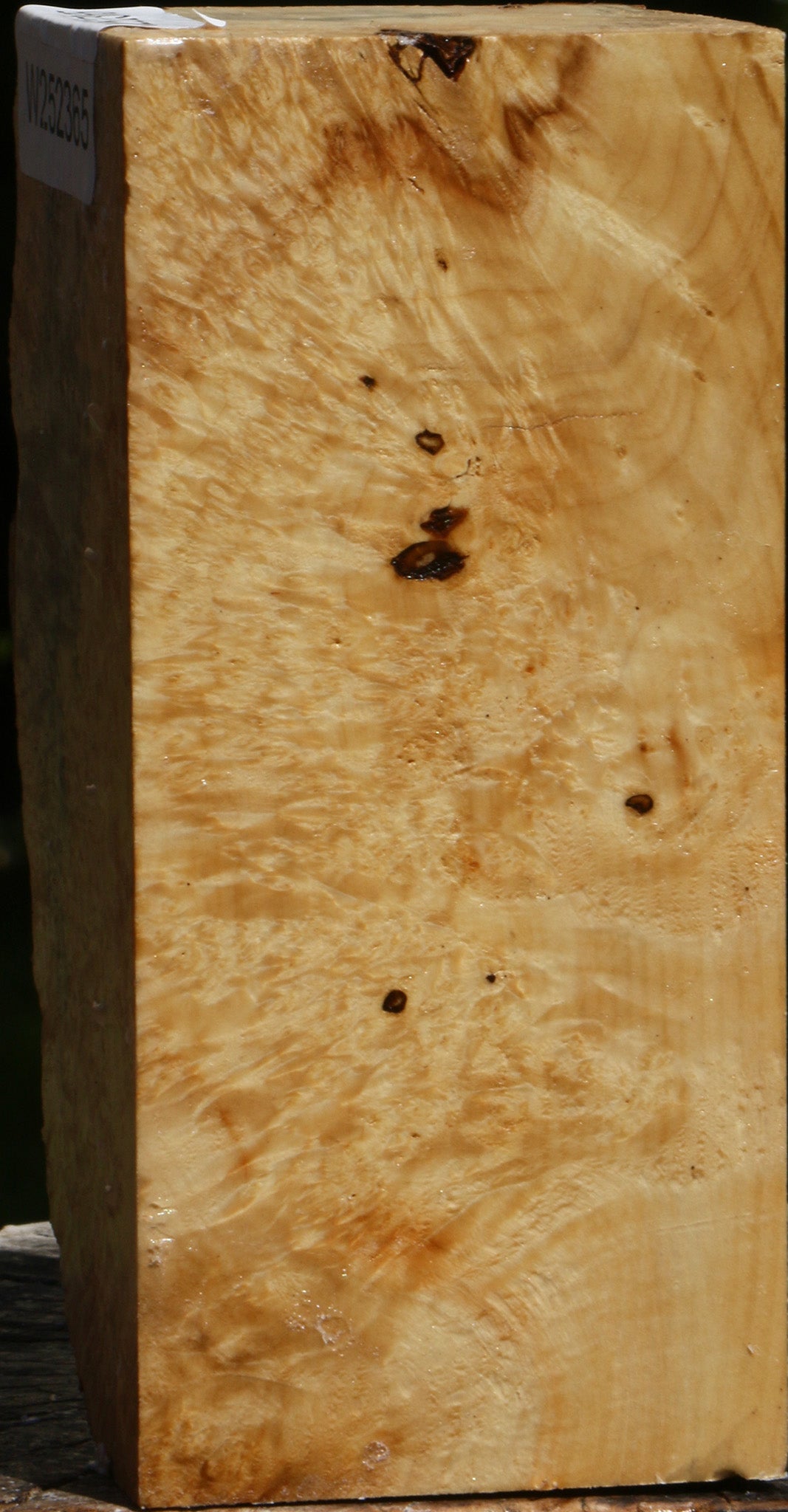Box Elder Burl Live Edge Turning Blank