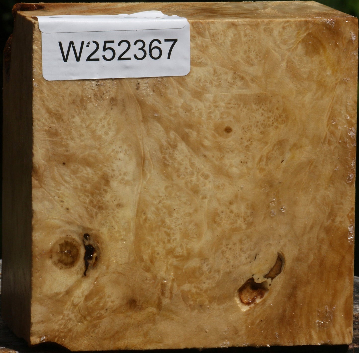 Box Elder Burl Bowl Blank