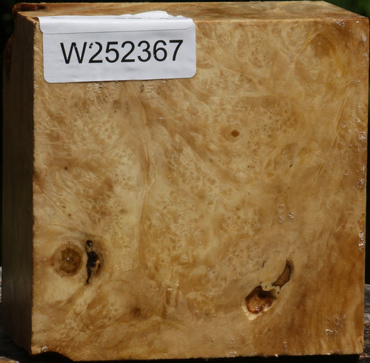 Box Elder Burl Bowl Blank
