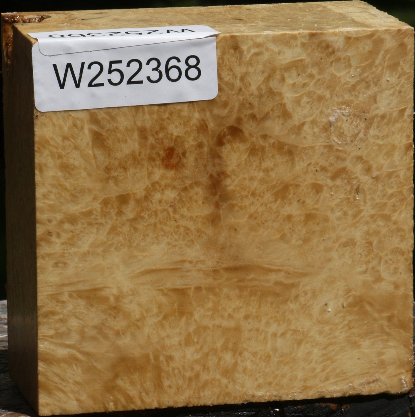Box Elder Burl Bowl Blank