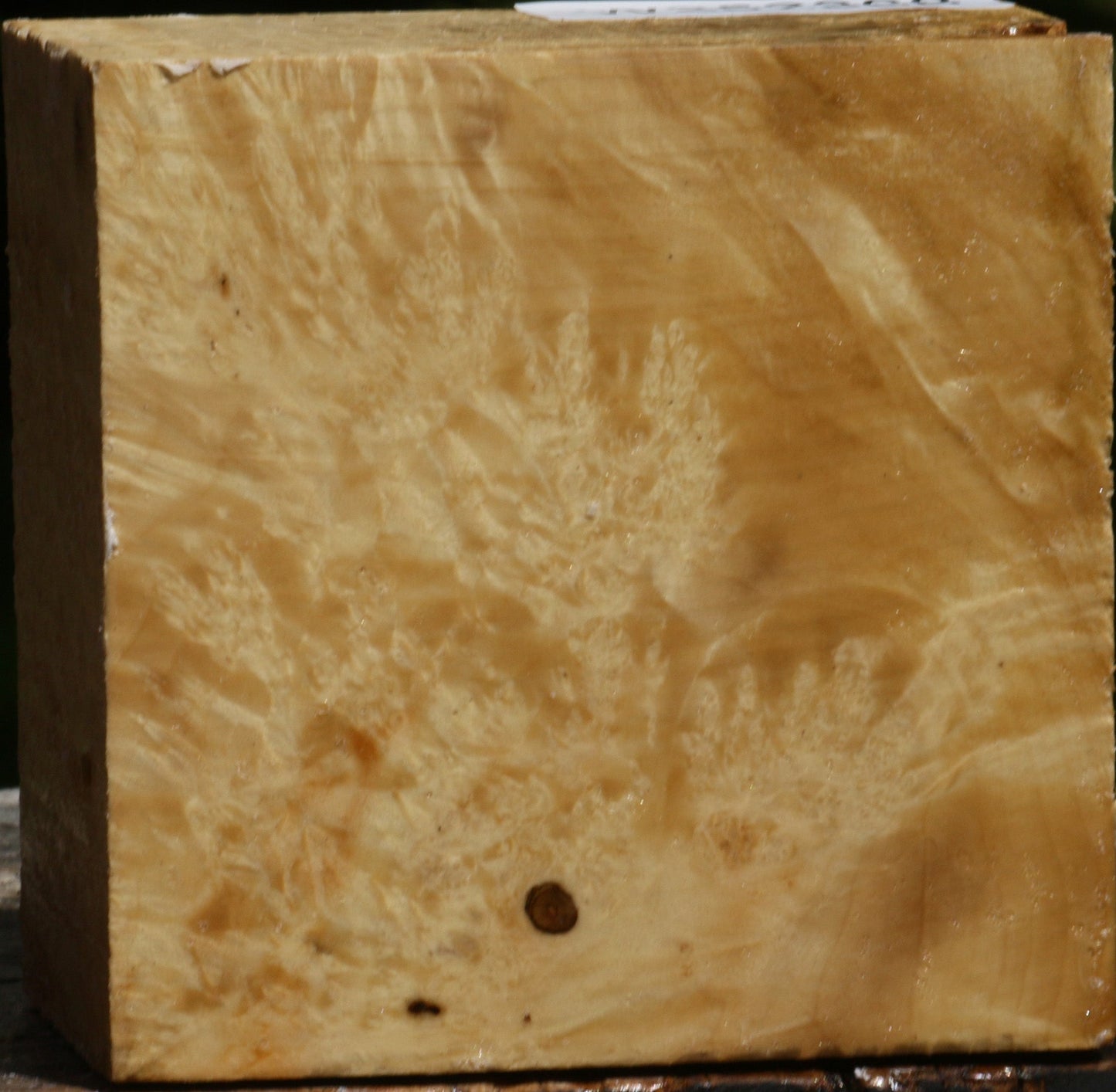 Box Elder Burl Bowl Blank
