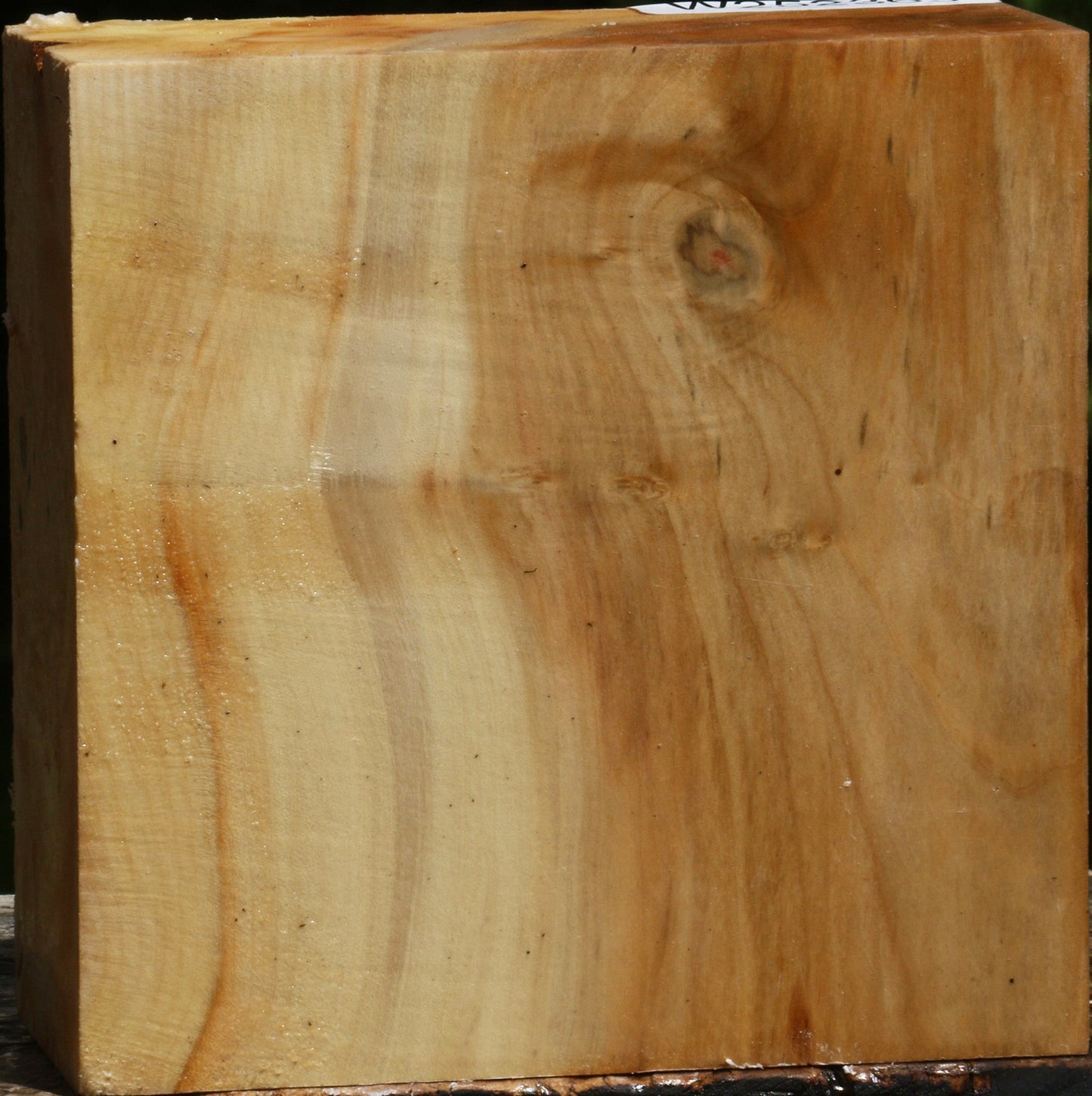 Figured Box Elder Bowl Blank