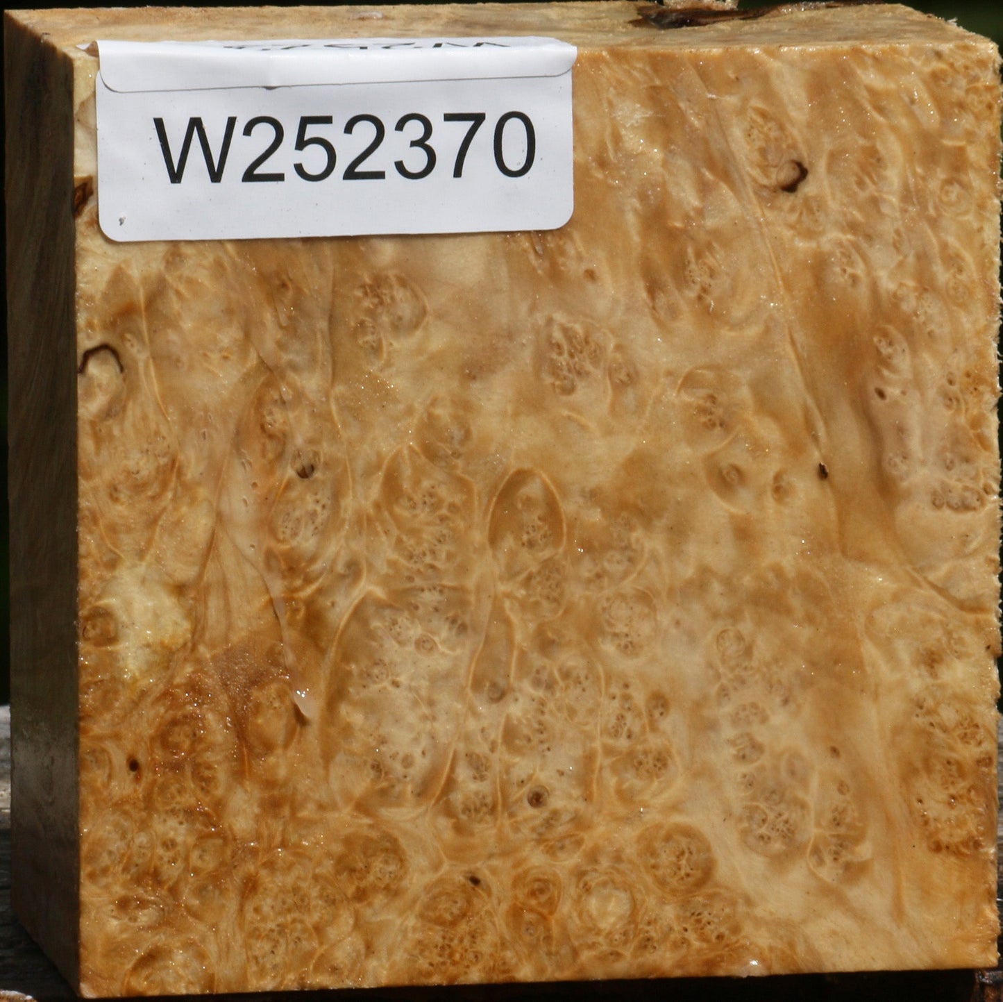 Box Elder Burl Bowl Blank