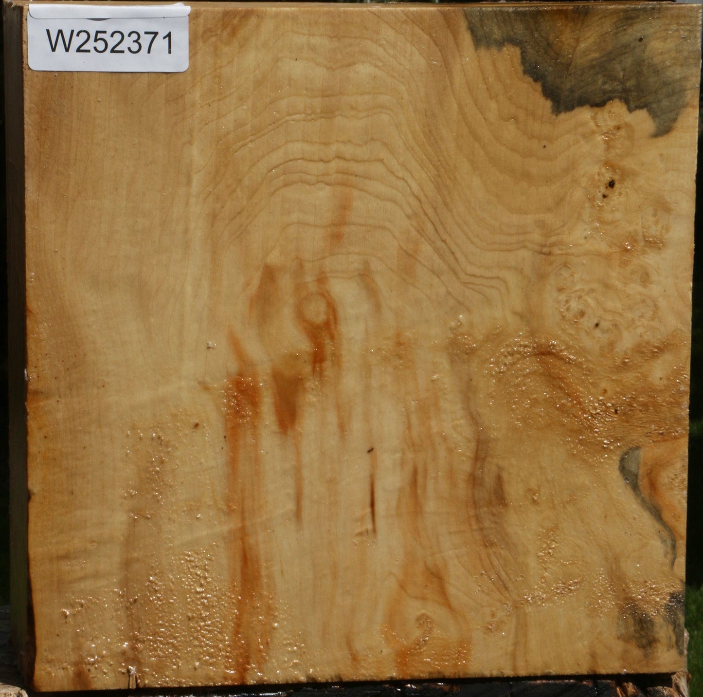Box Elder Bowl Blank