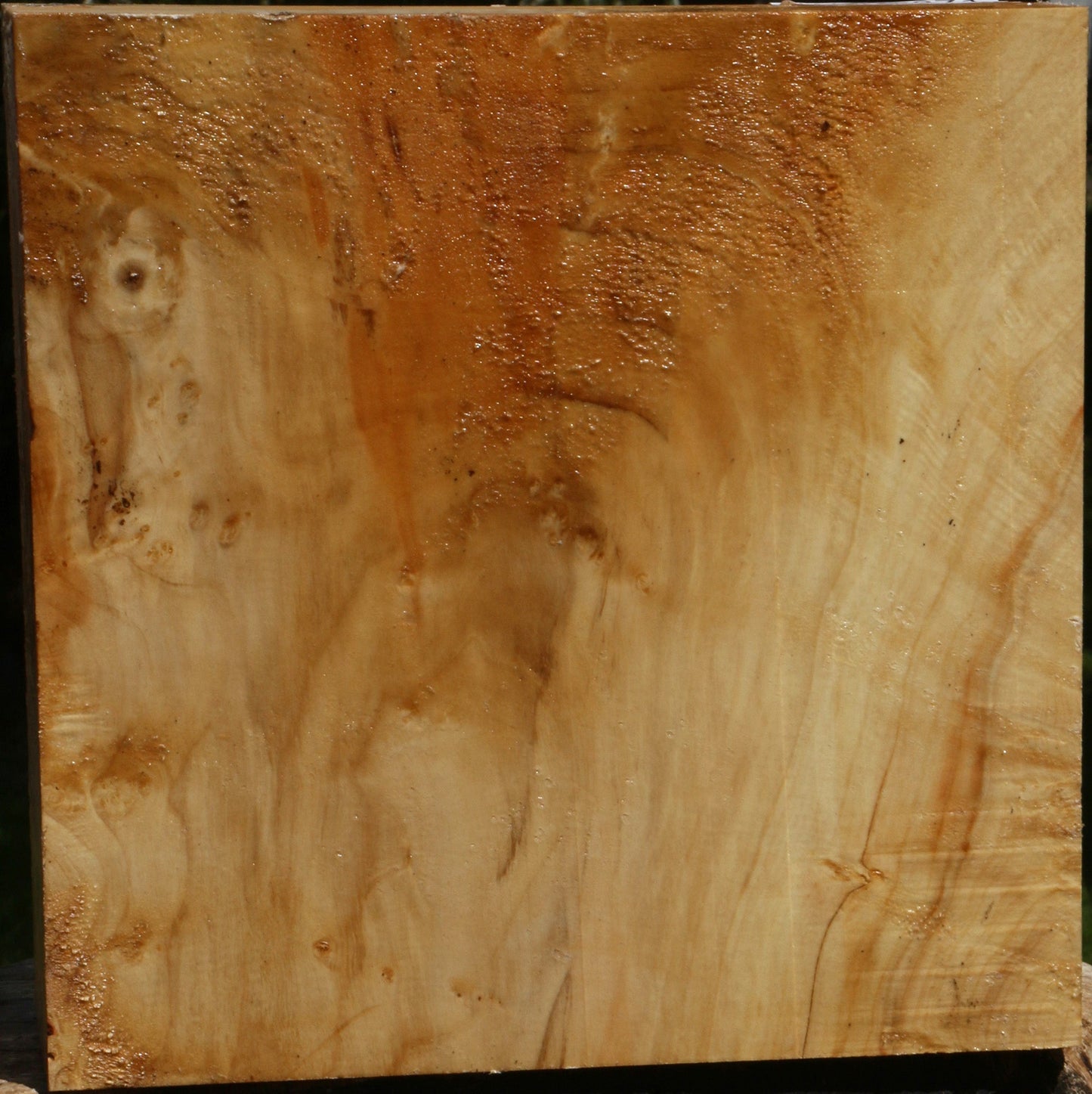 Box Elder Bowl Blank