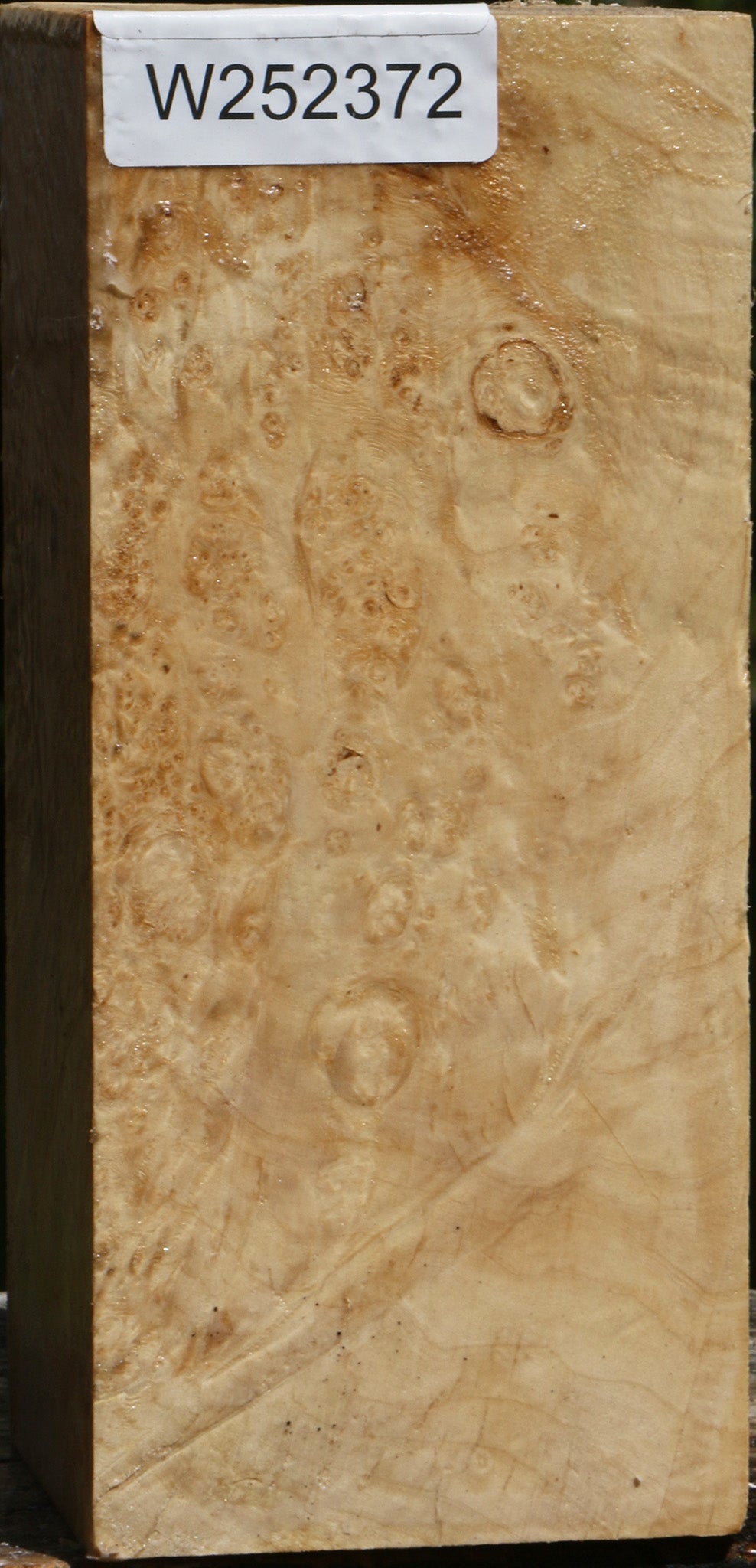 Extra Fancy Box Elder Vessel Blank