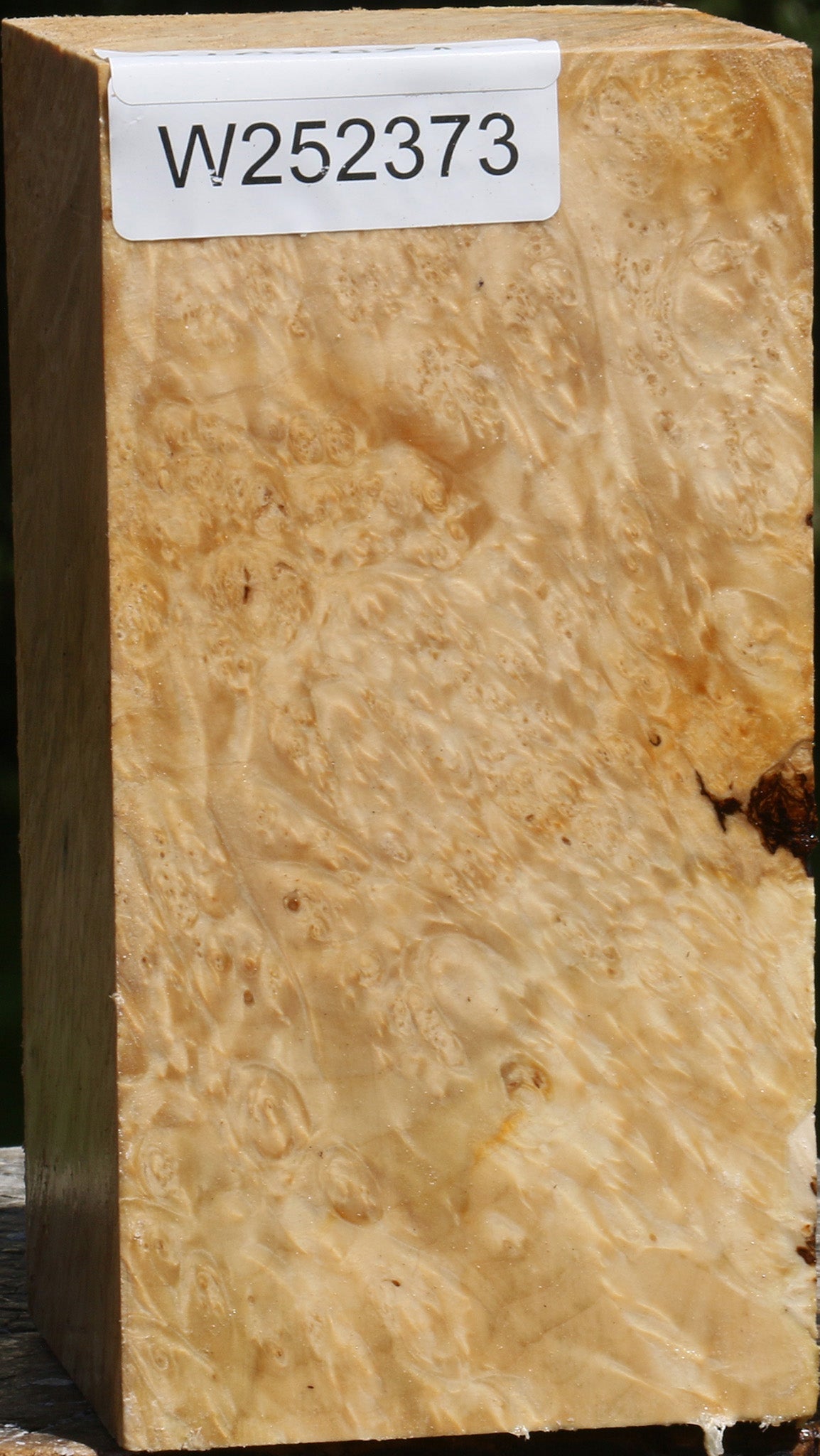 Box Elder Burl Turning Square