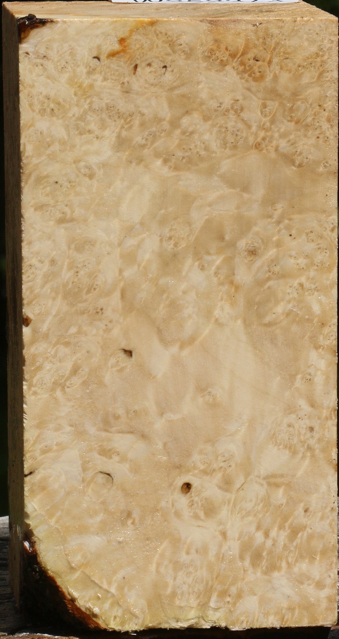 Box Elder Burl Turning Square