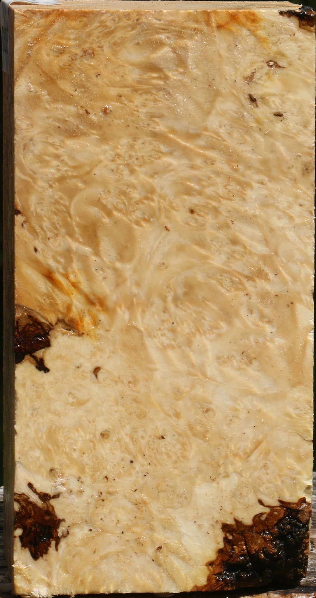 Box Elder Burl Turning Square
