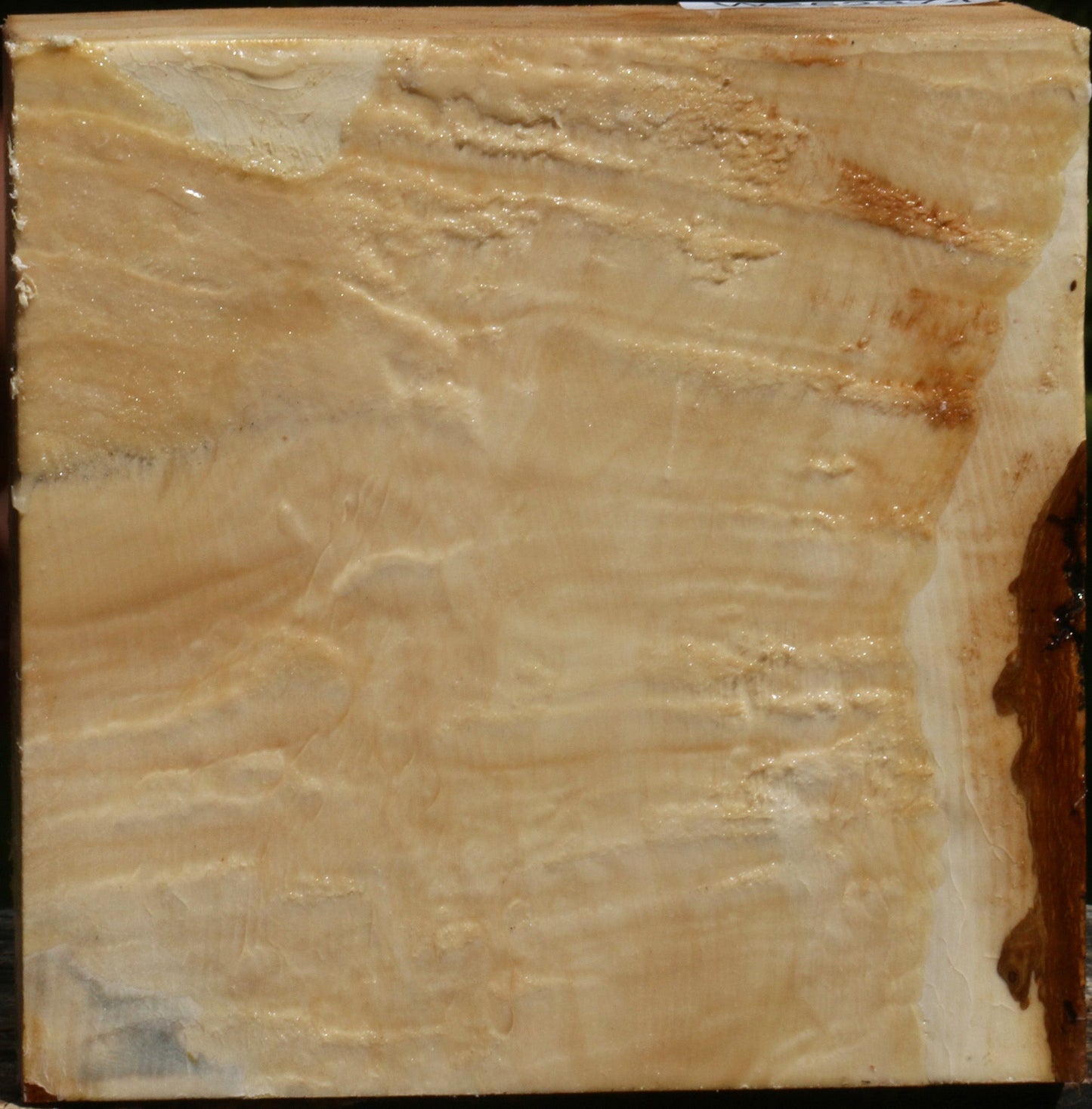 Extra Fancy Box Elder Bowl Blank