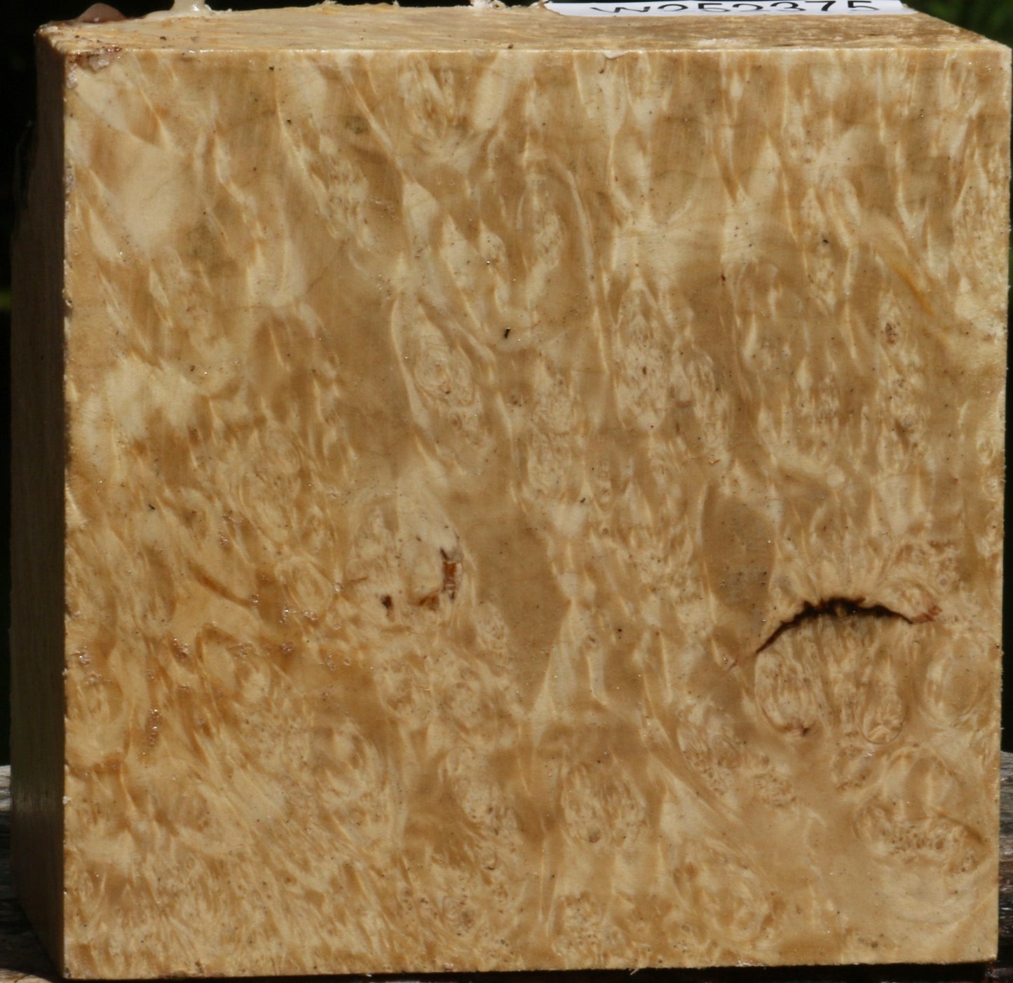 Box Elder Burl Bowl Blank