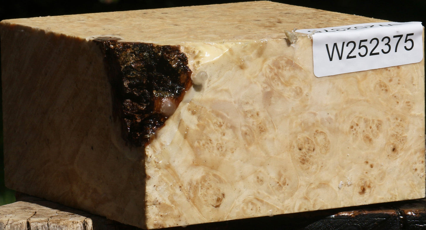 Box Elder Burl Bowl Blank