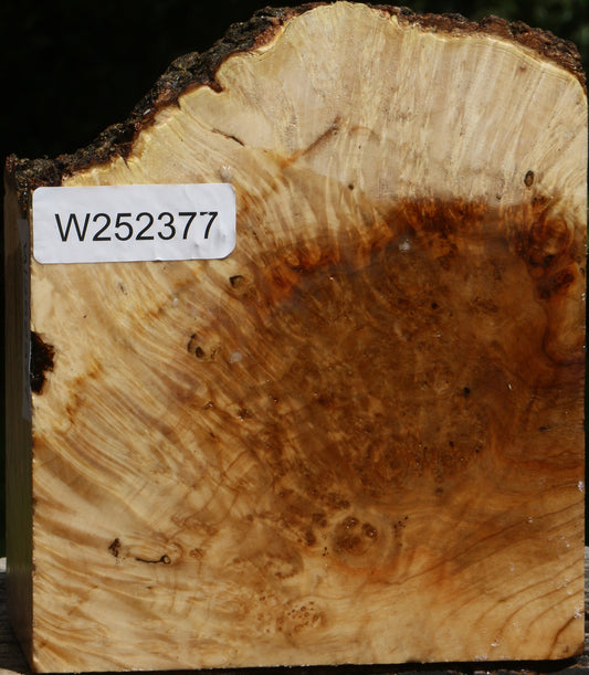 Box Elder Burl Live Edge Turning Blank