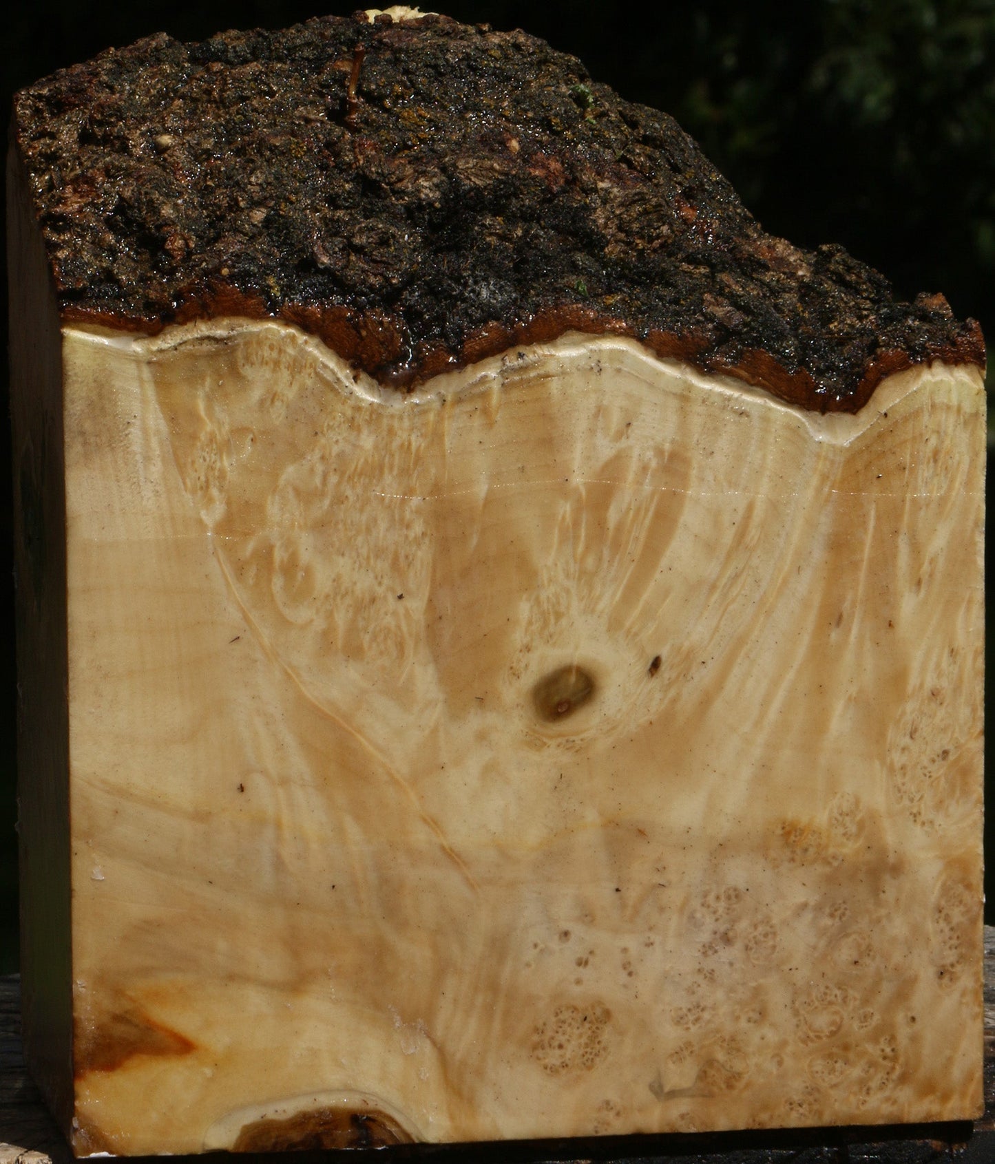 Box Elder Burl Live Edge Turning Blank