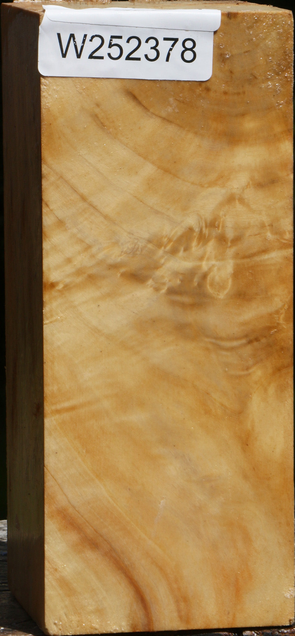 Box Elder Turning Square