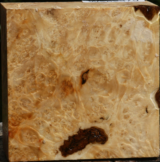 Box Elder Burl Bowl Blank