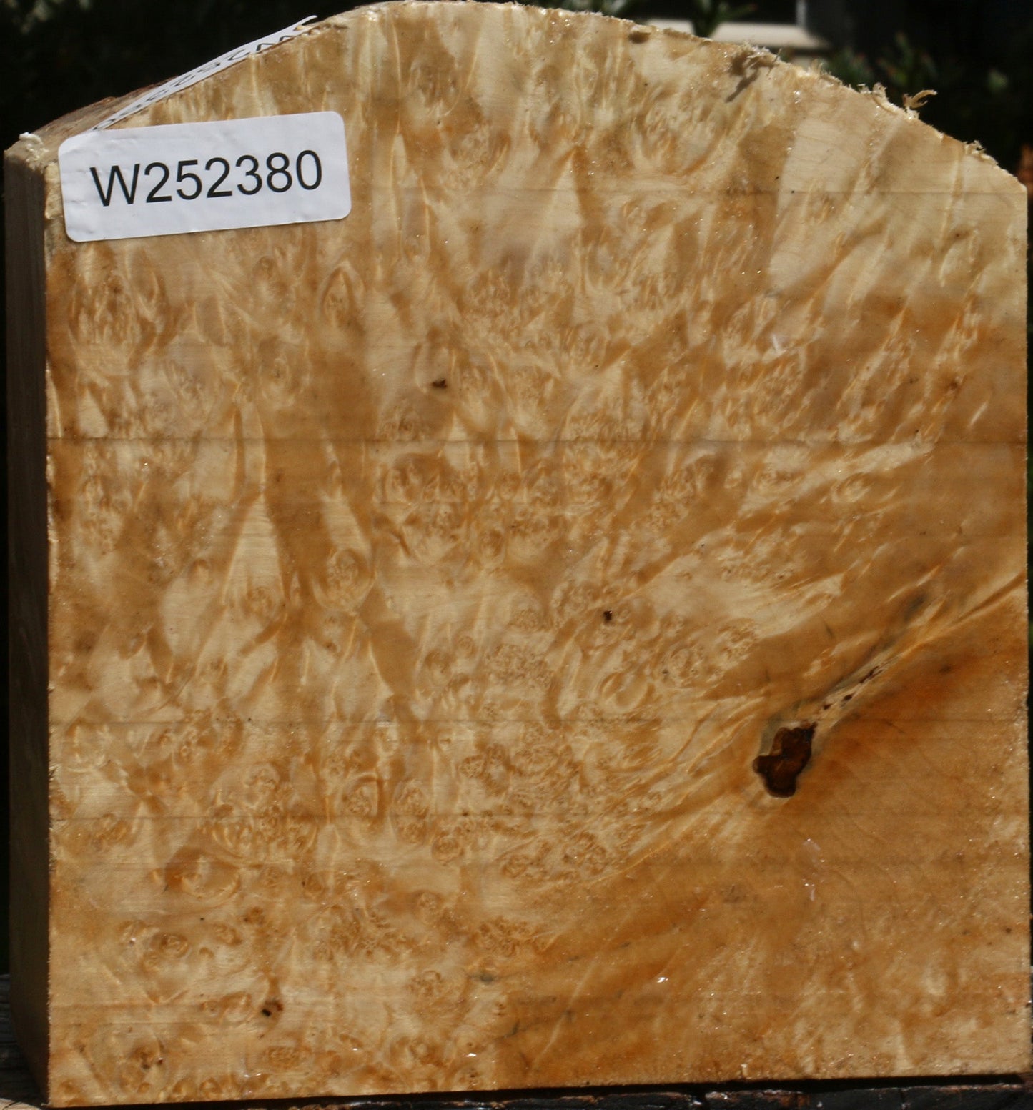 Box Elder Burl Live Edge Bowl Blank