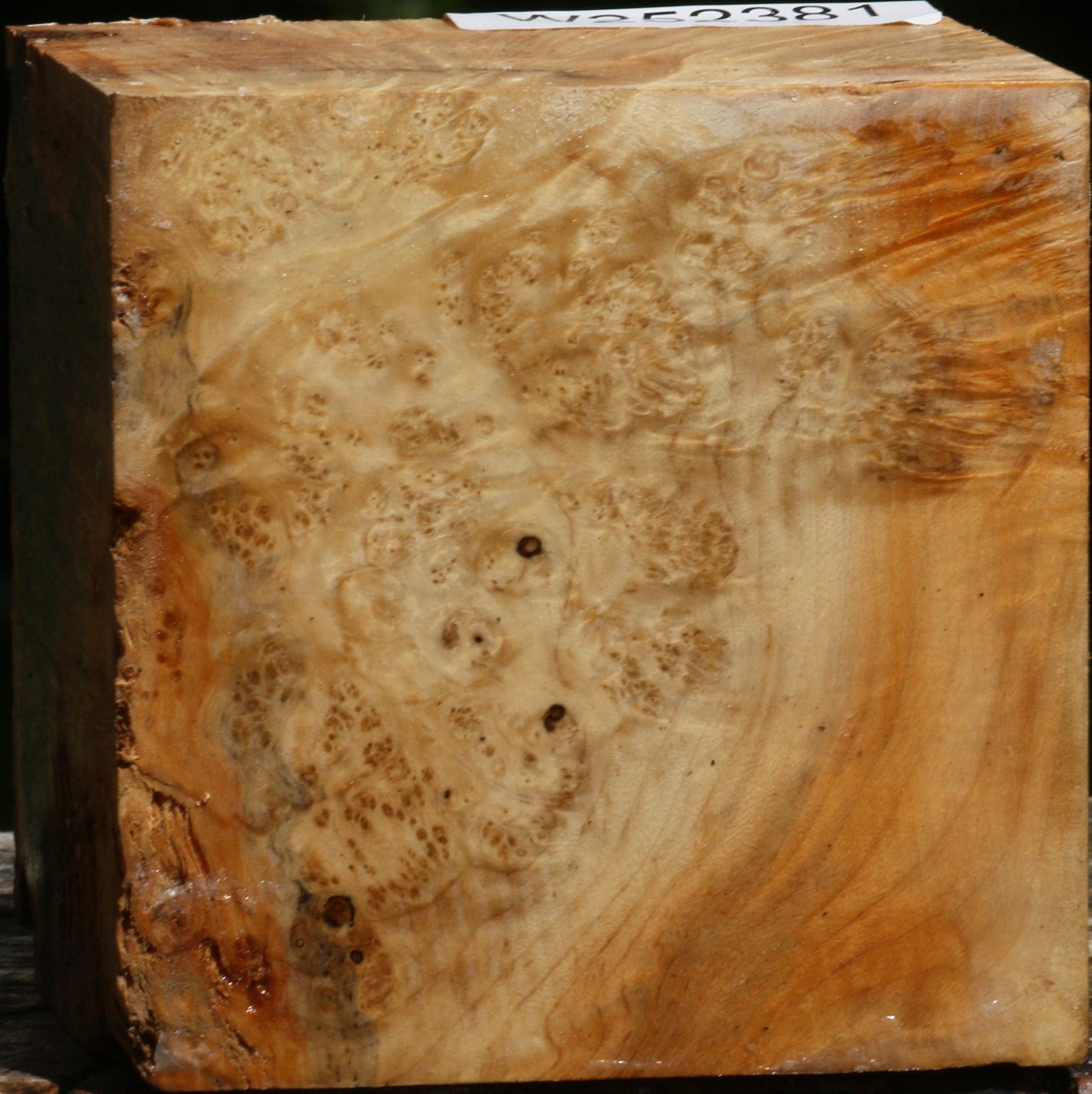 Box Elder Burl Live Edge Bowl Blank