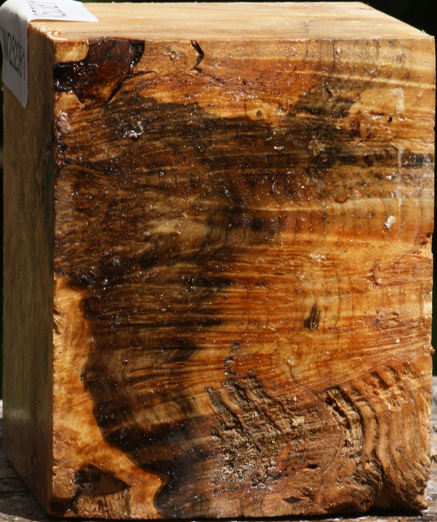 Box Elder Burl Live Edge Bowl Blank