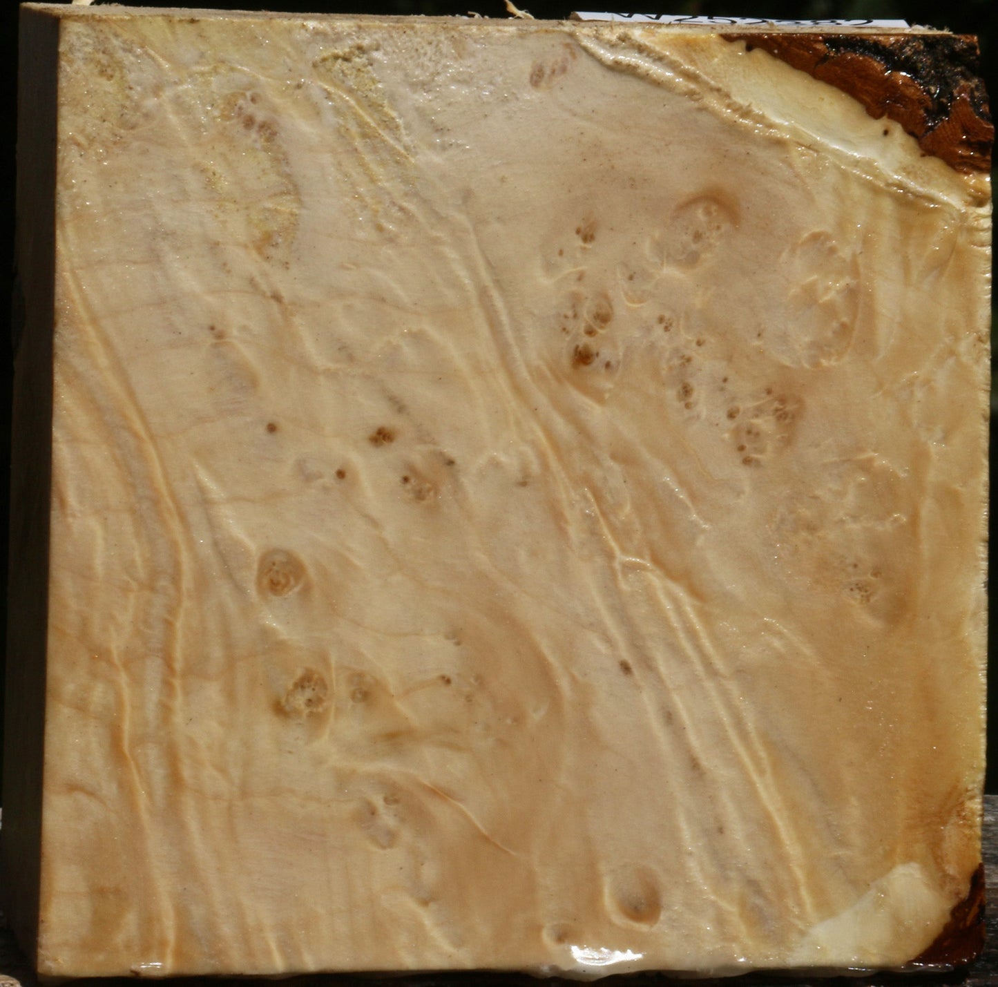 Box Elder Bowl Blank