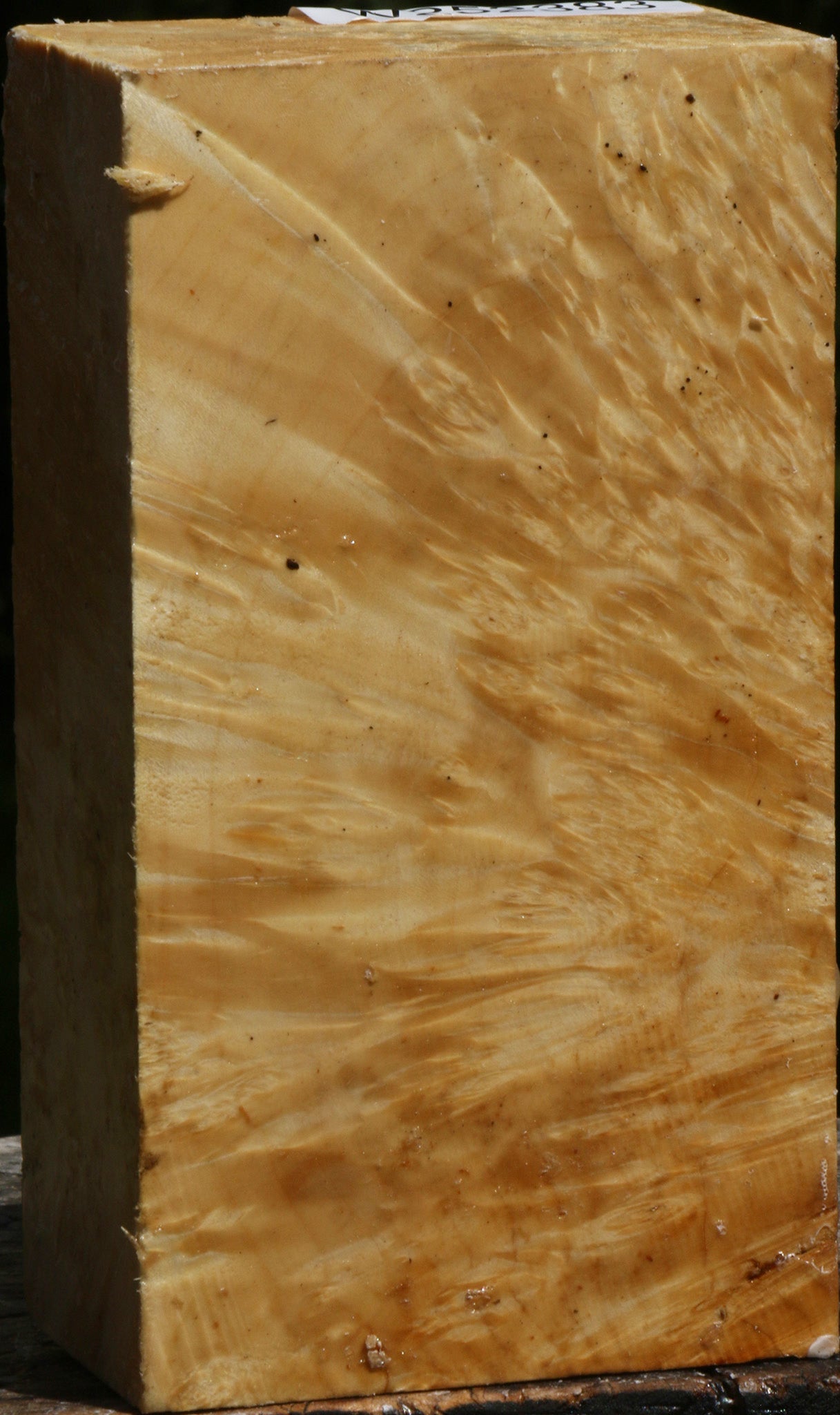 Box Elder Burl Turning Blank